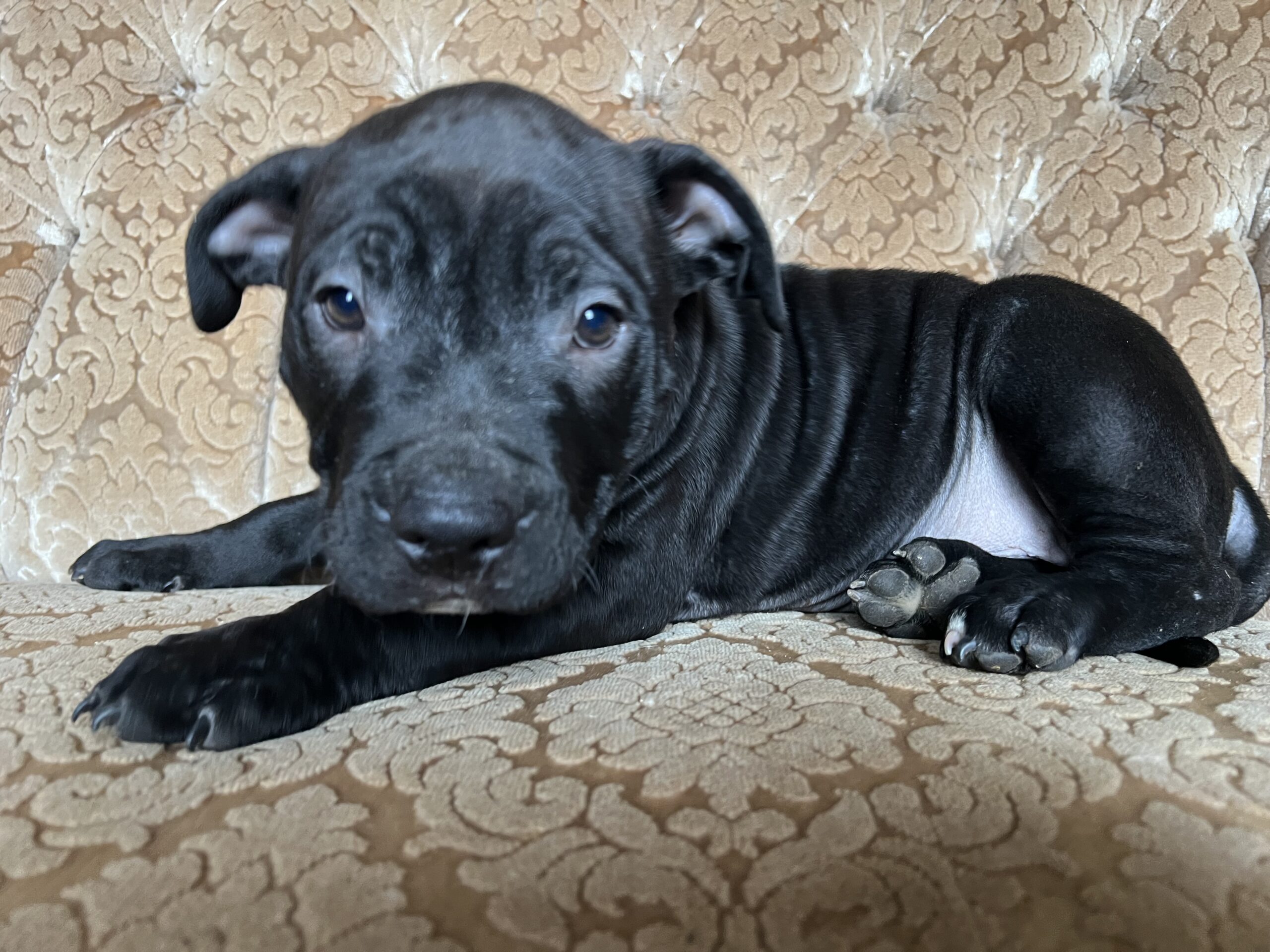 Amerikiečių stafordšyro terjerai