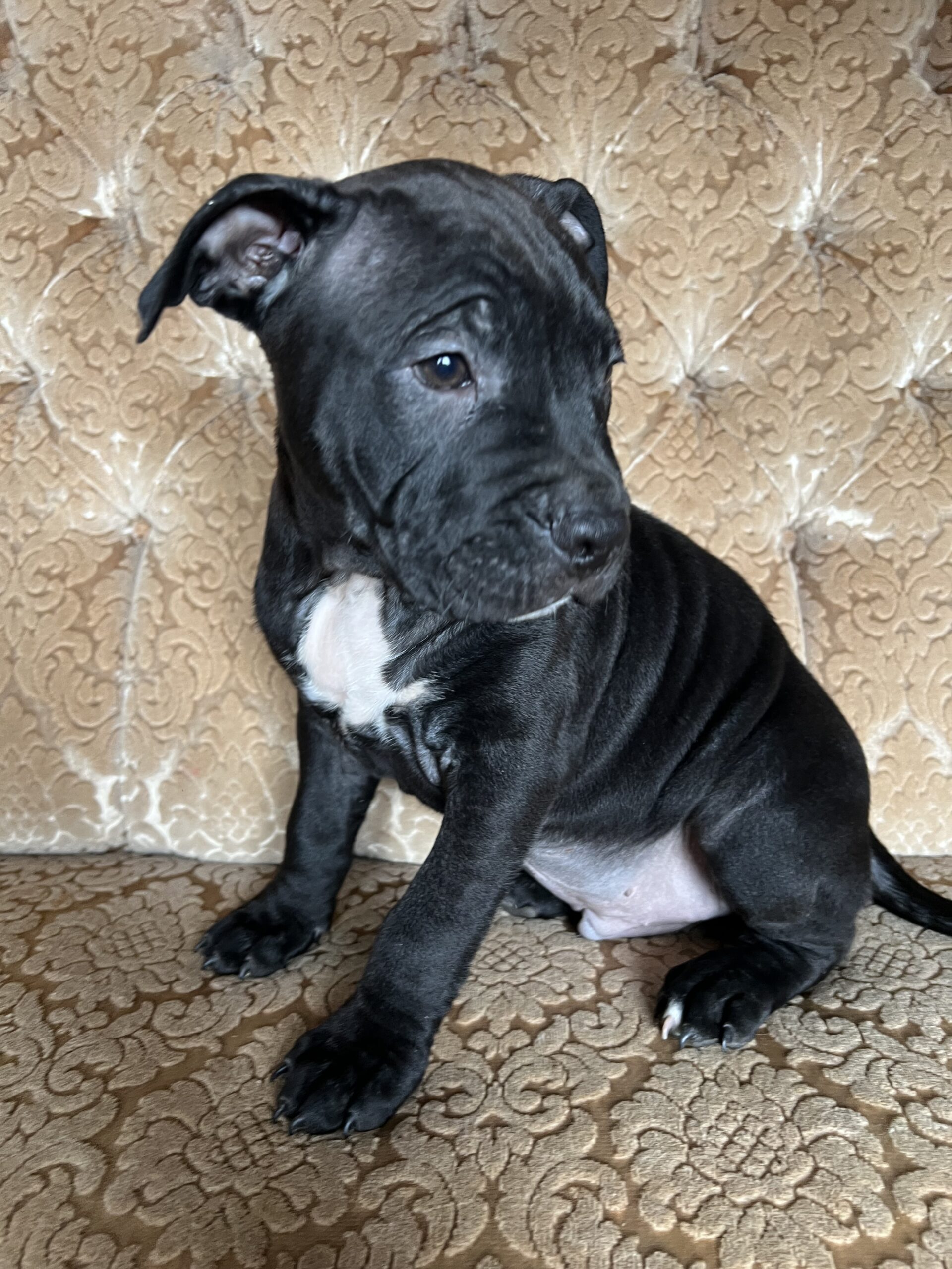 Amerikiečių stafordšyro terjerai