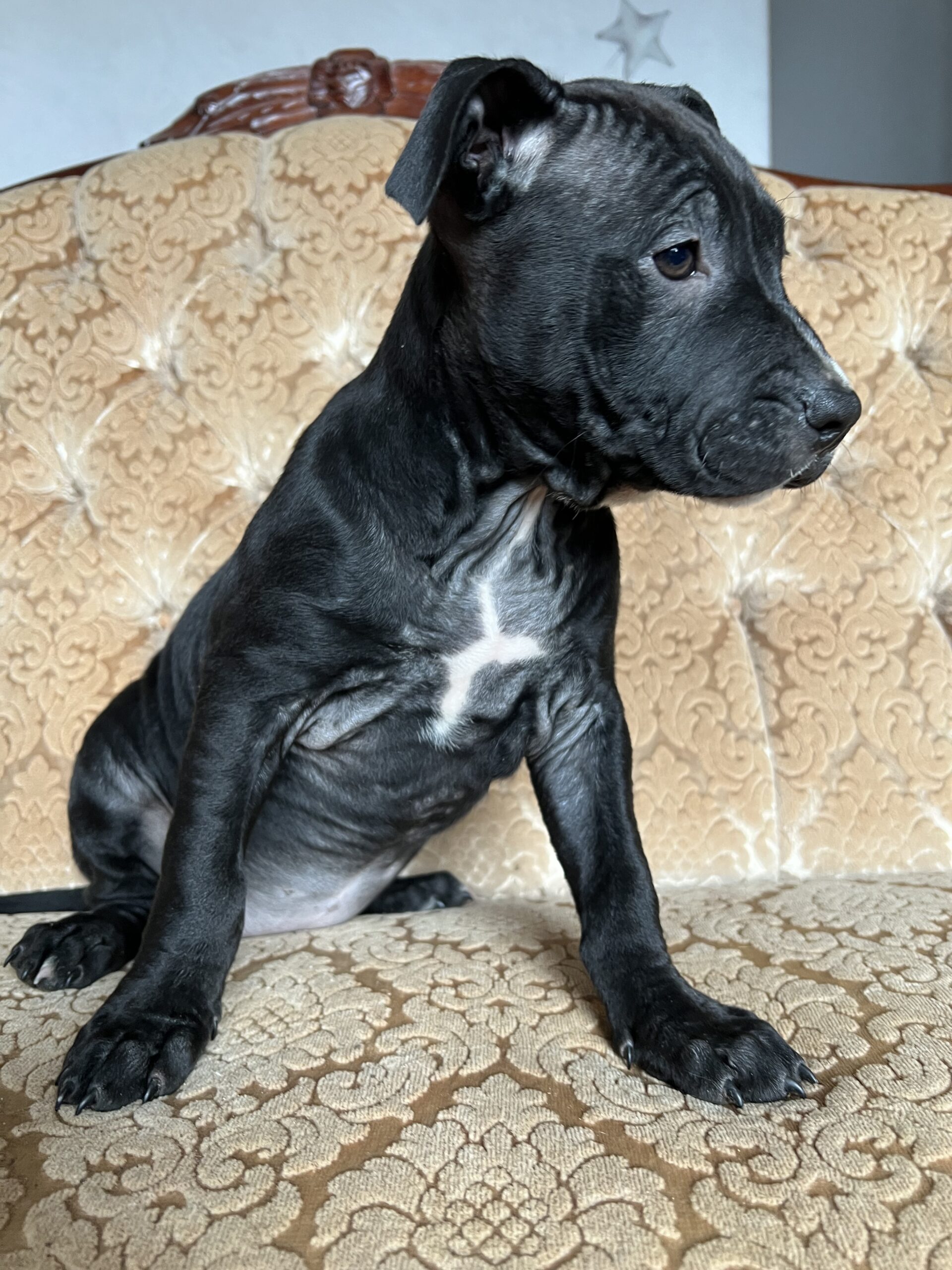 Amerikiečių stafordšyro terjerai