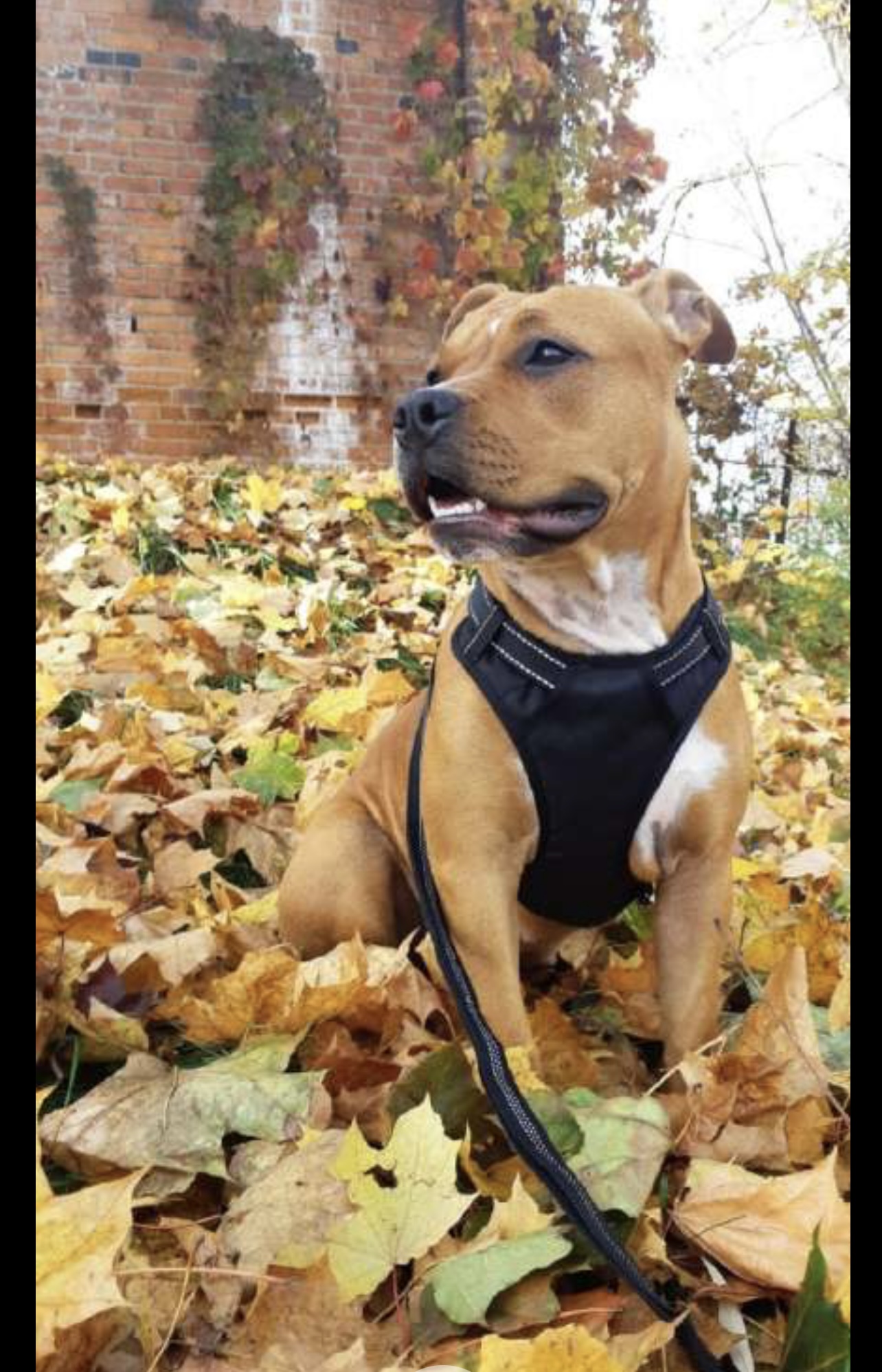 Amerikiečių stafordšyro terjerai