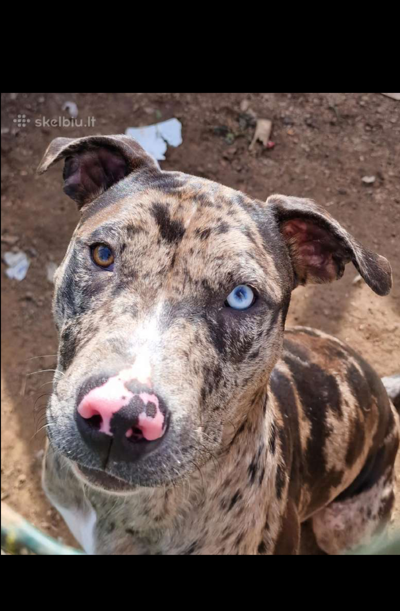 Amerikiečių stafordšyro terjerai