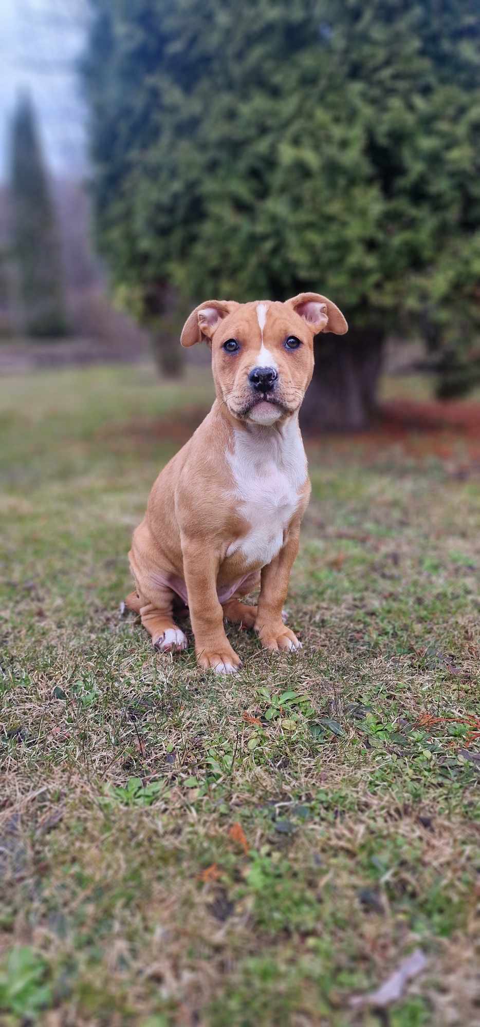 Amerikiečių stafordšyro terjerai