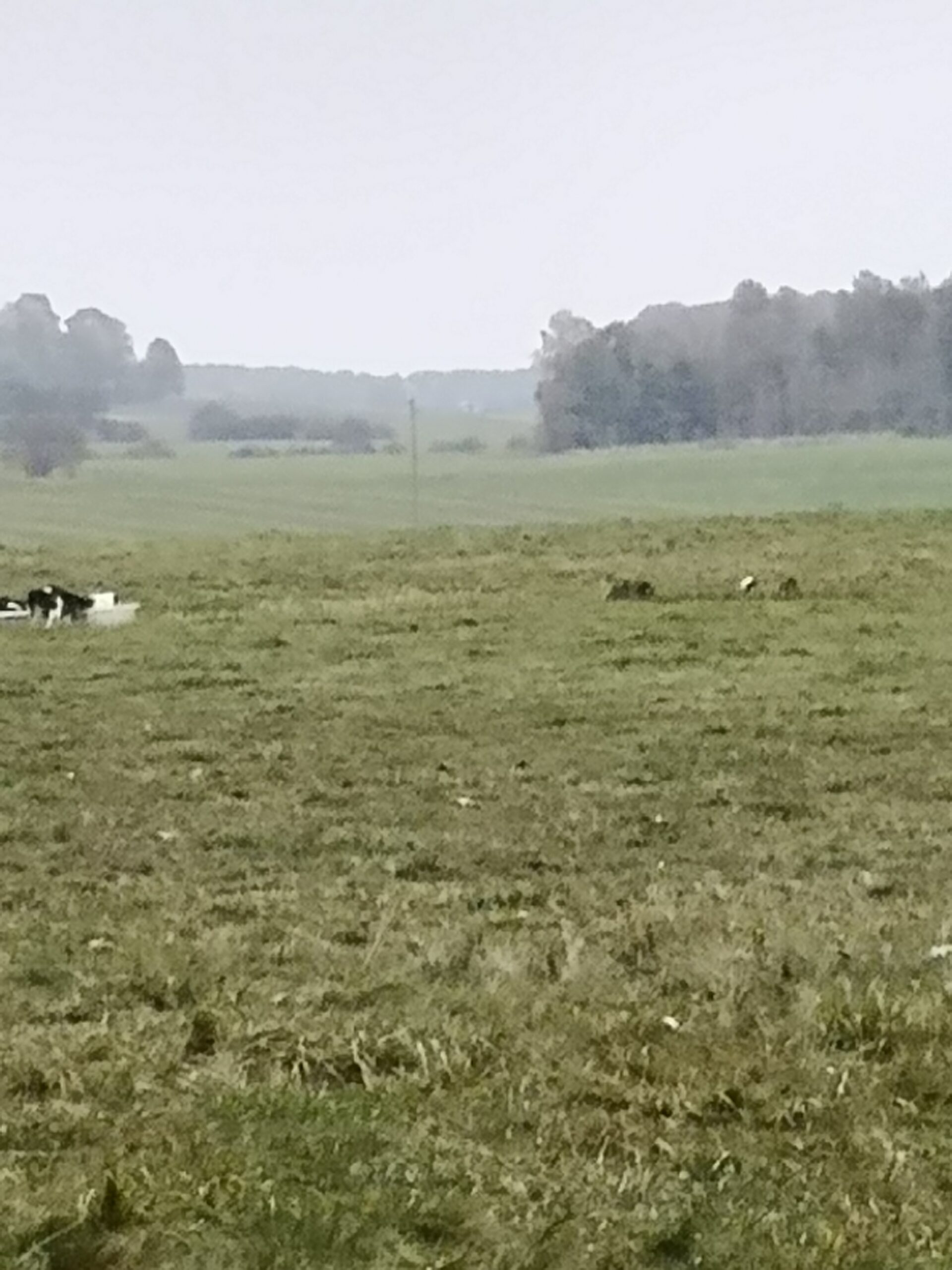 Parduodamas žemės ūkio paskirties sklypas