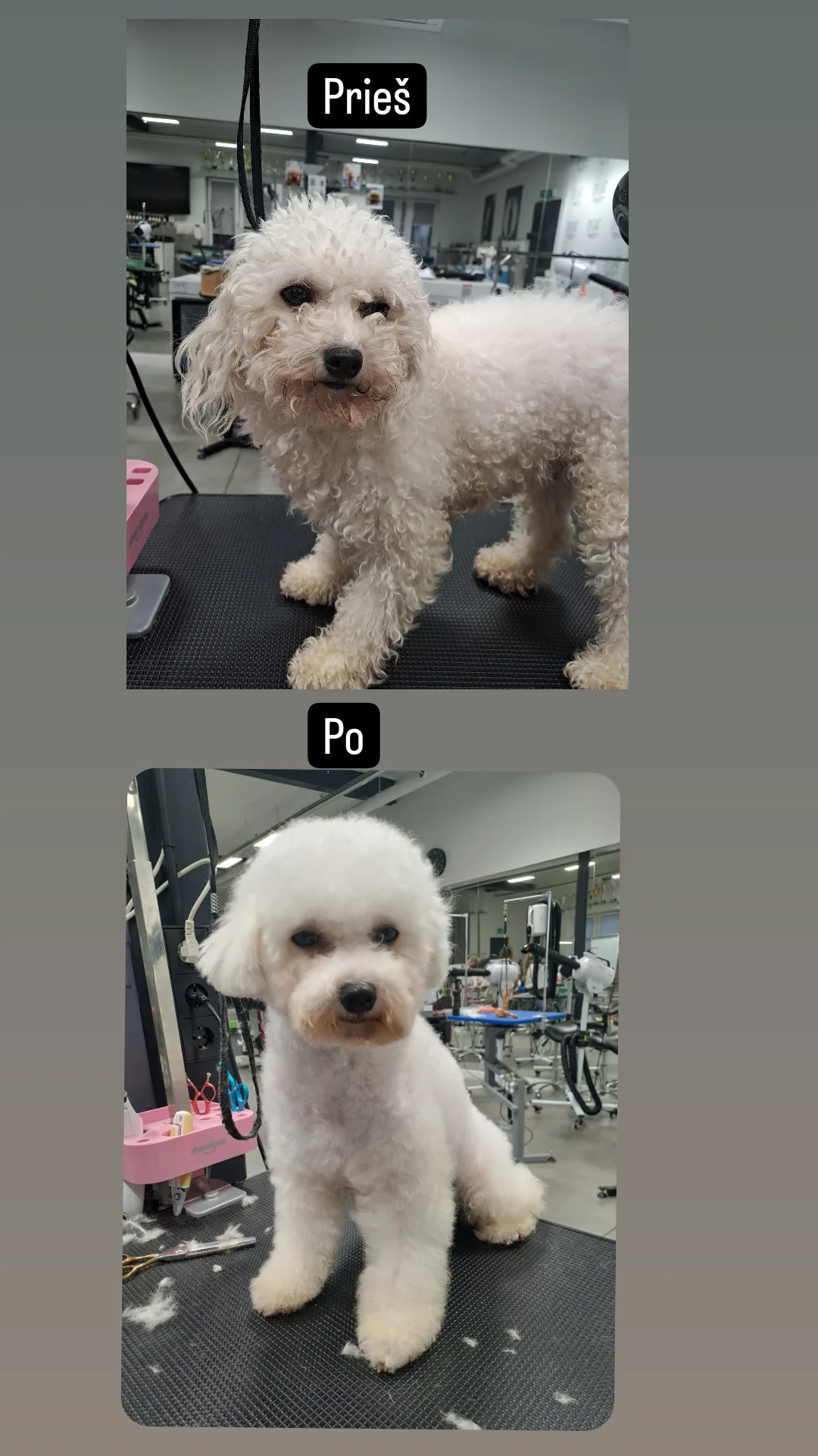 Kviečiu apsikirpti,nusikailinti pigiau iki 25€