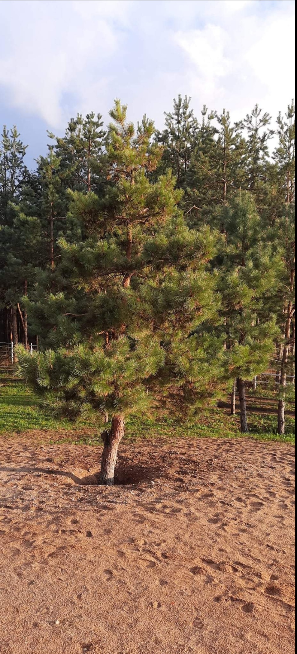 Namų valdos sklypai pušyne, prie Trakų
