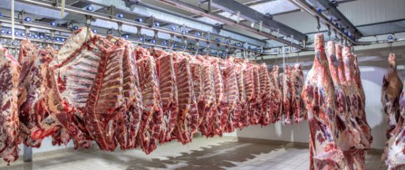 Darbas Danijoje – mėsos išpjaustymas fabrike