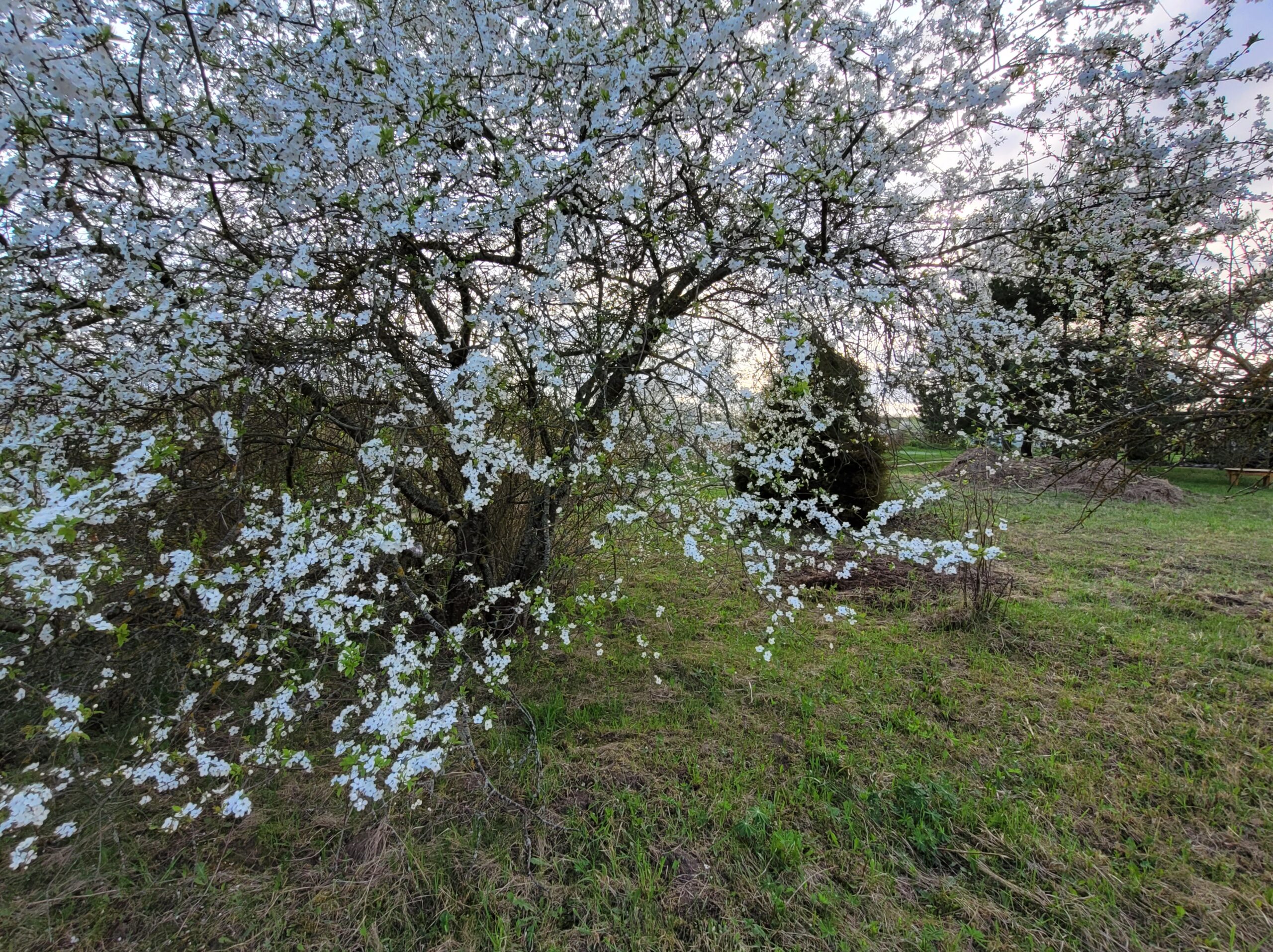 Parduodamas tuščias sklypas Marijampolės savivaldybėje Ąžuolyno kaime
