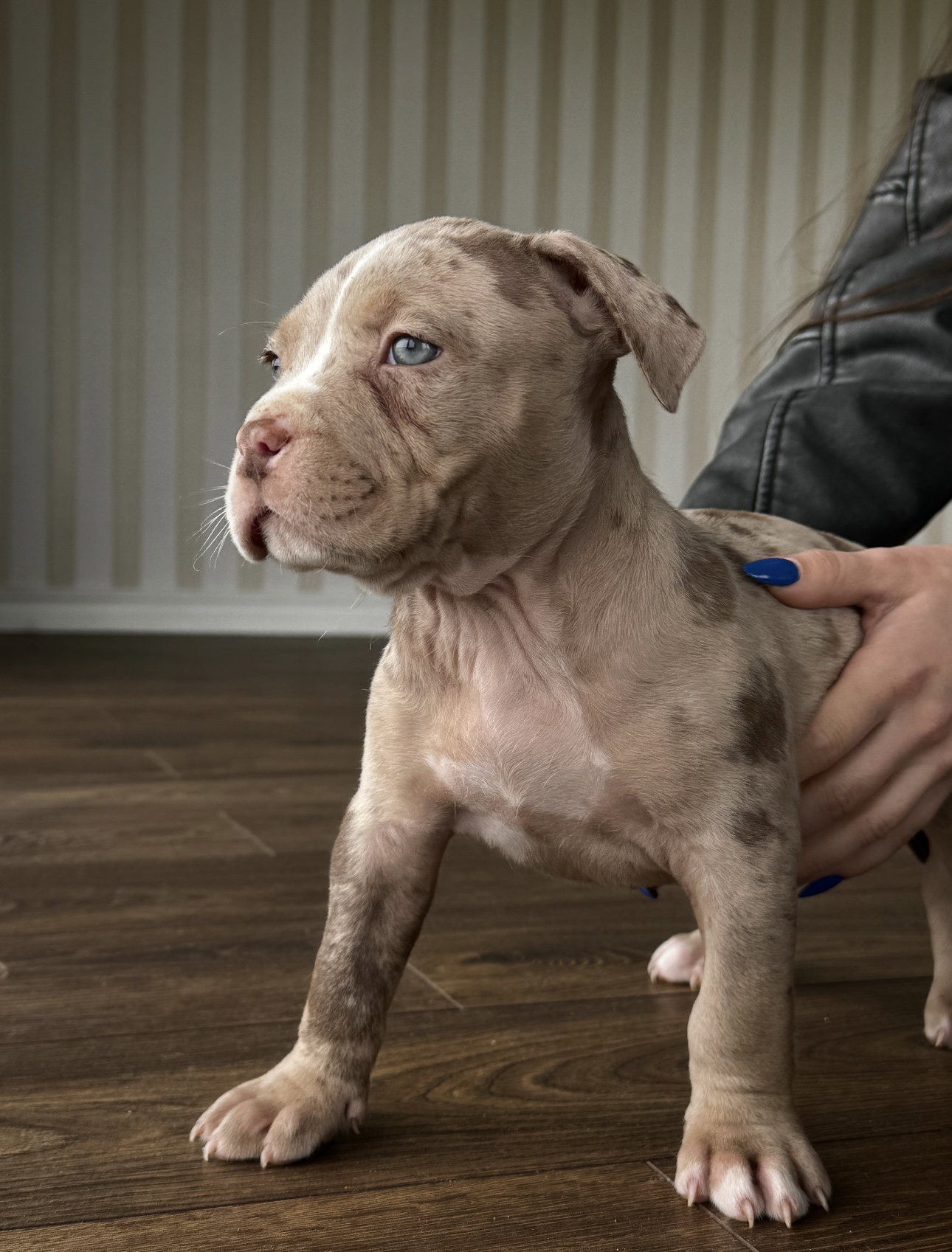 Kilmingi XL American Bully šuniukai