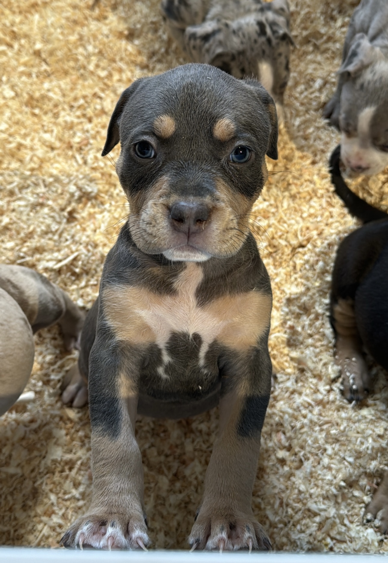 Kilmingi XL American Bully šuniukai