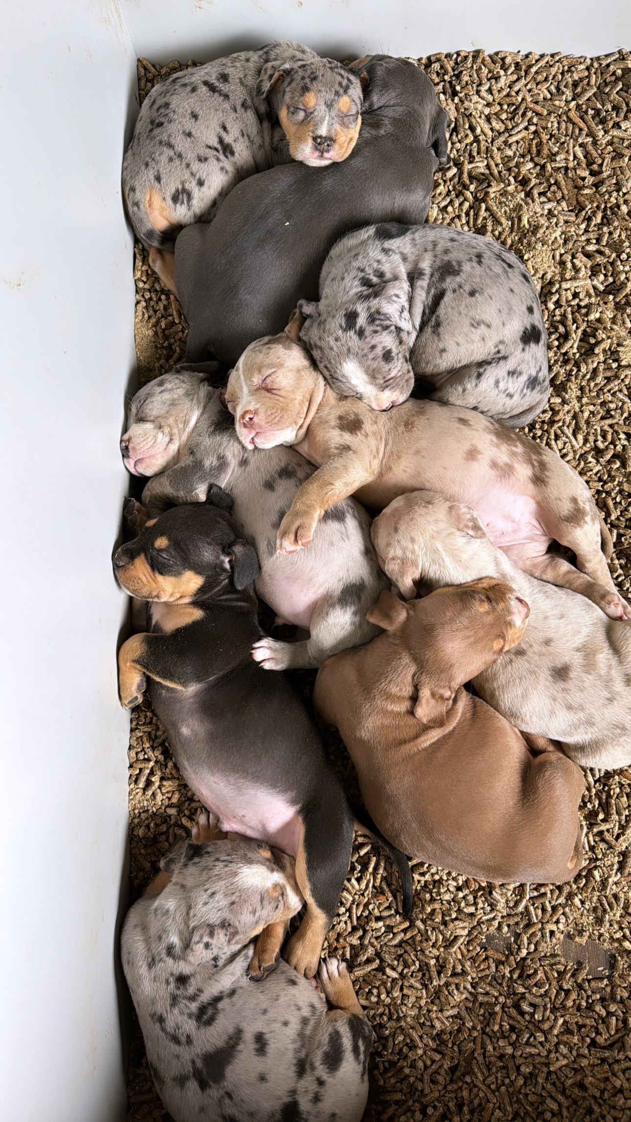 Kilmingi XL American Bully šuniukai