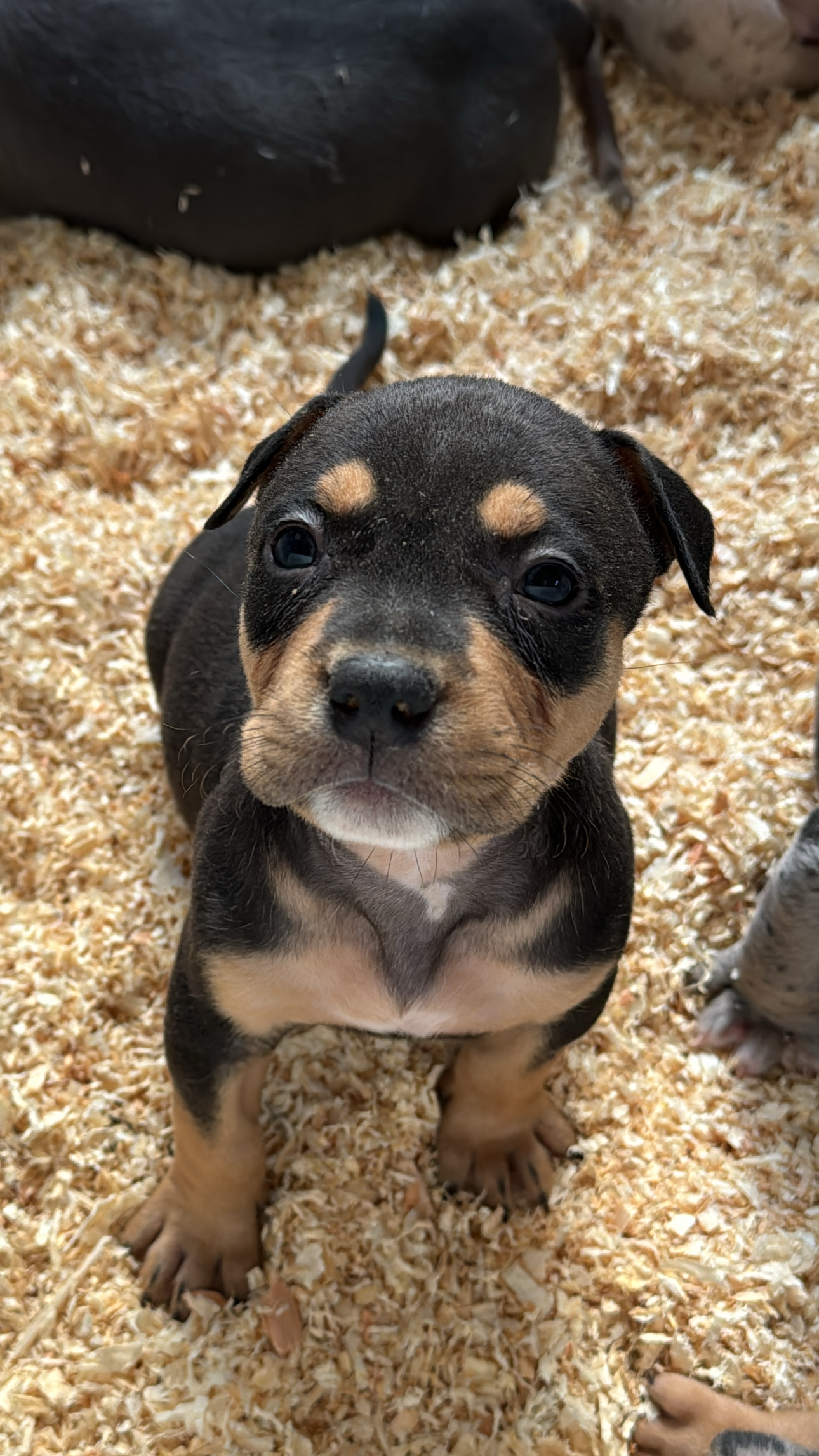 Kilmingi XL American Bully šuniukai