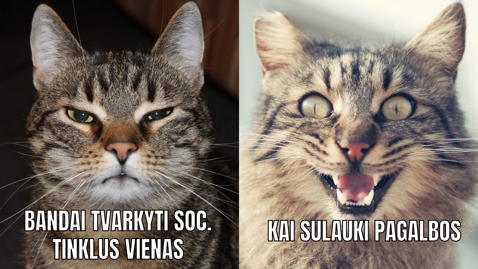 Socialinių tinklų administravimas / reel / UGC kūrimas