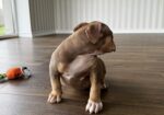 Kilmingi XL American Bully šuniukai