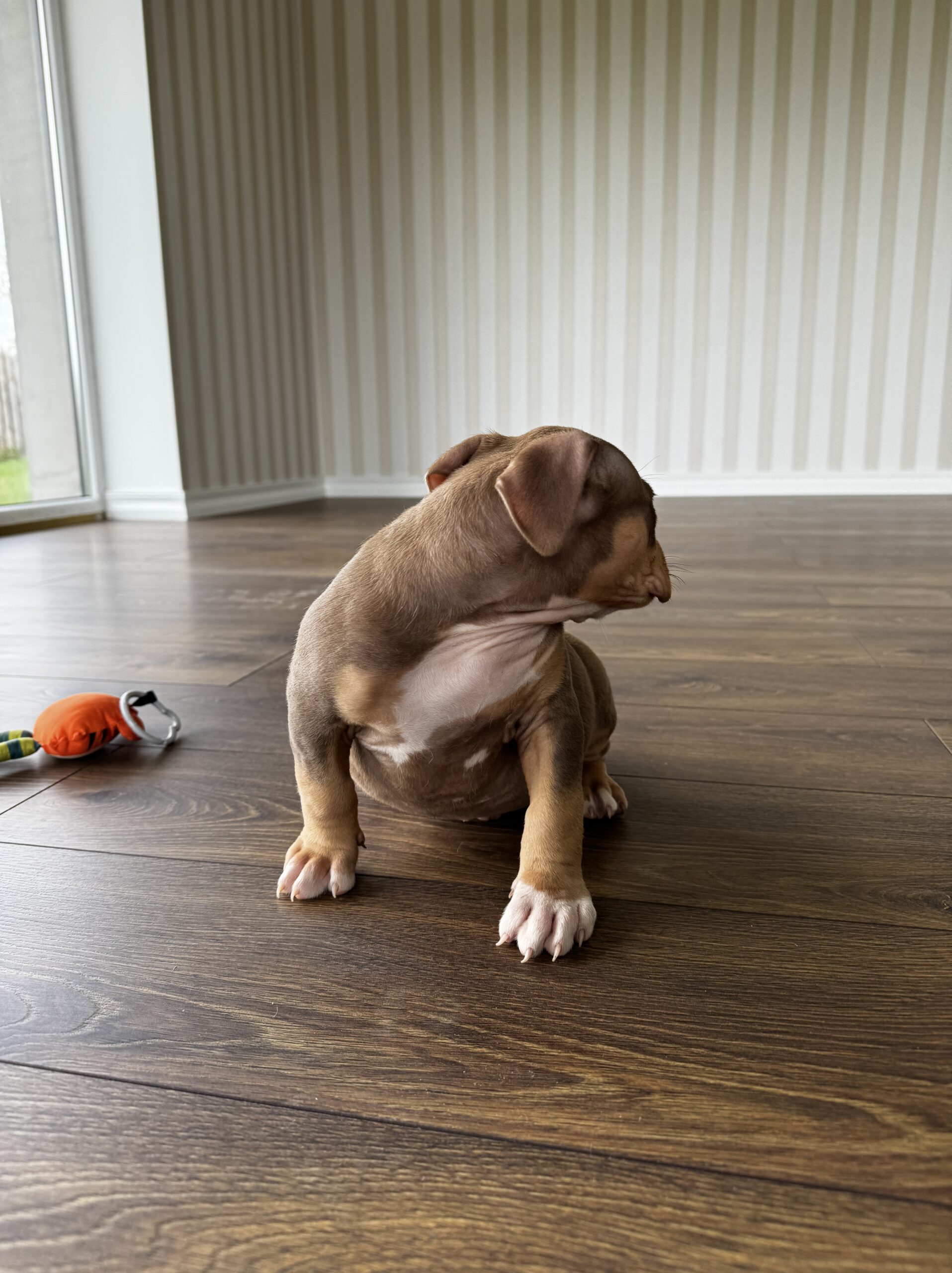 Kilmingi XL American Bully šuniukai