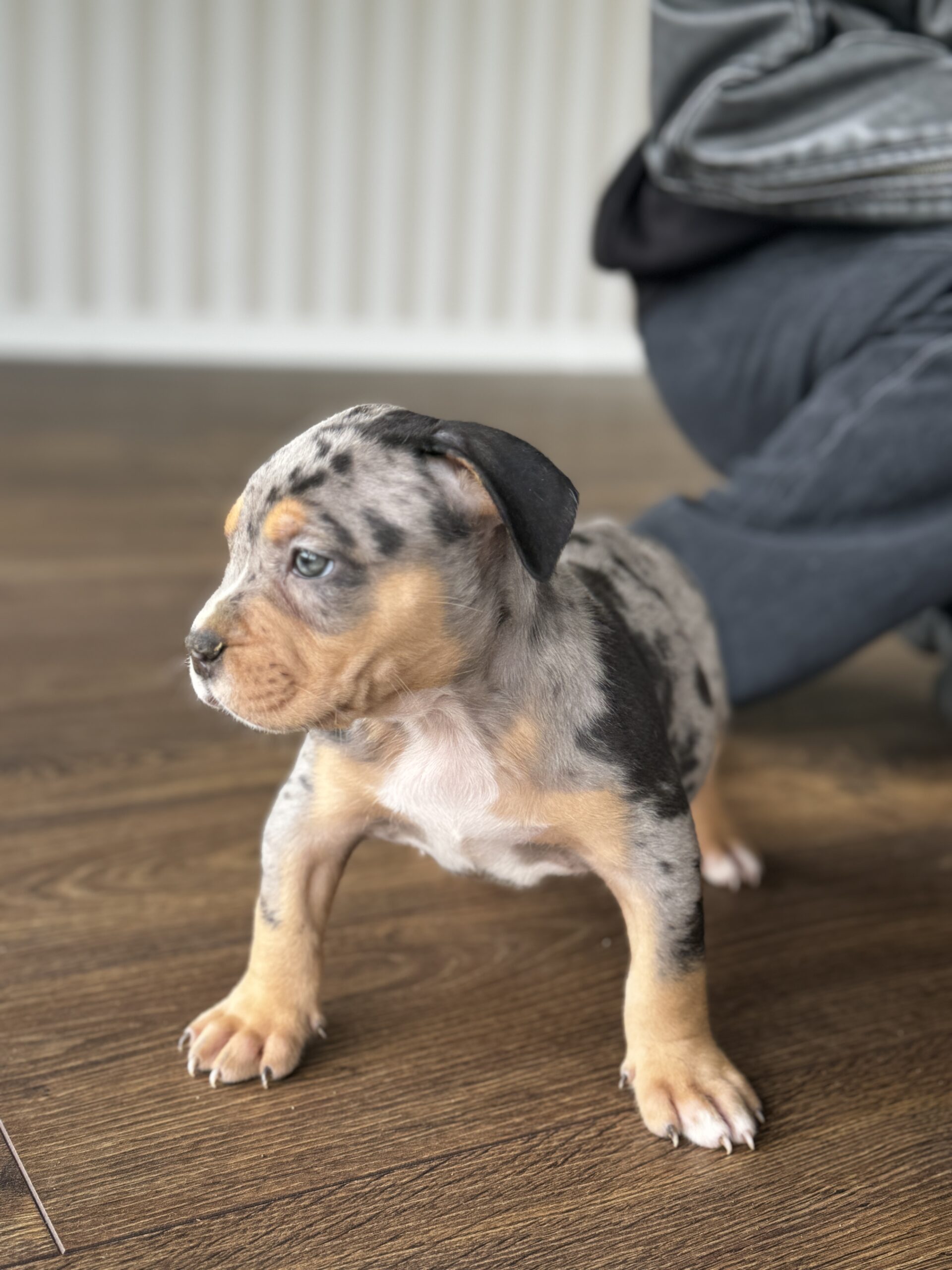 Kilmingi XL American Bully šuniukai