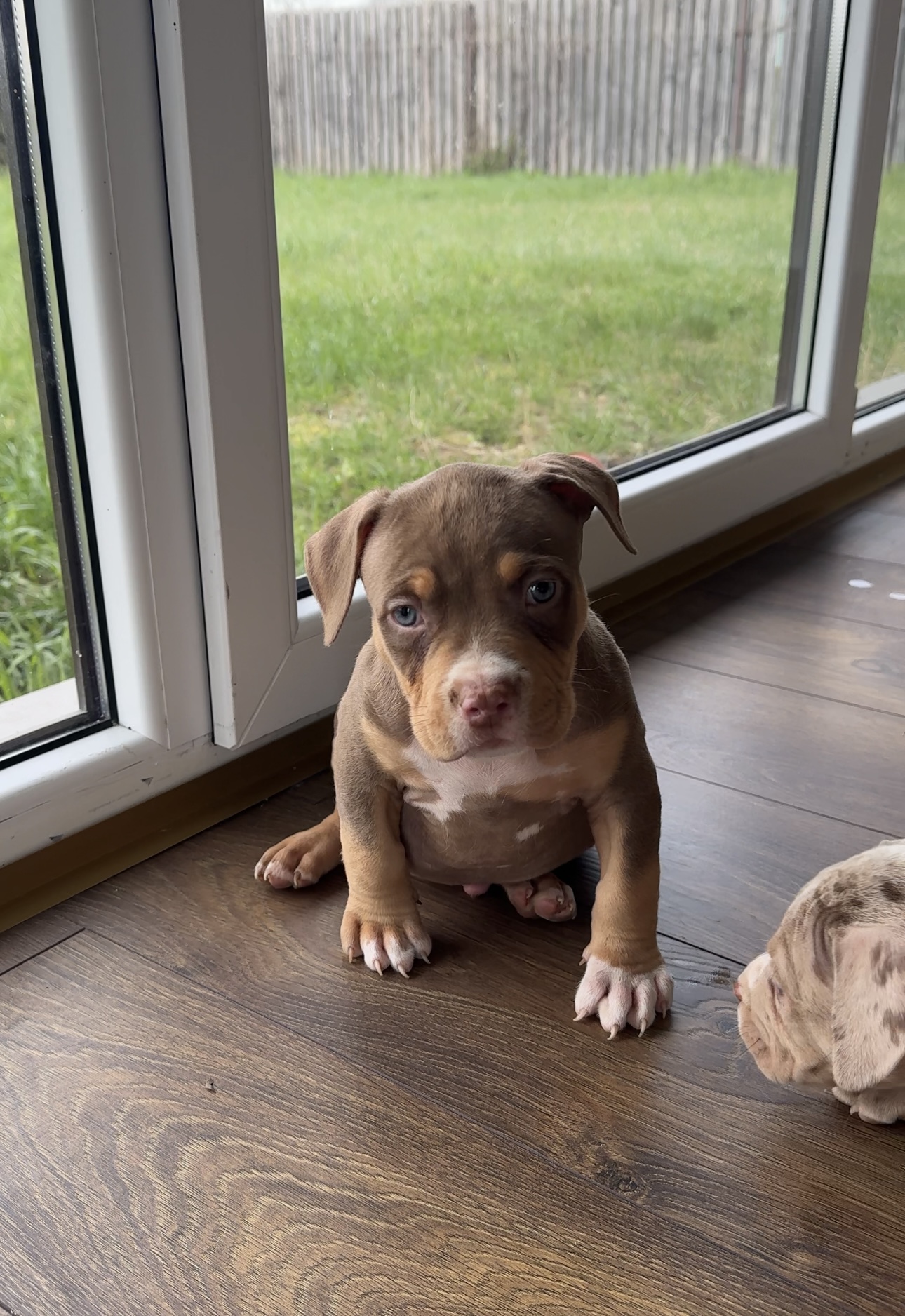 Kilmingi XL American Bully šuniukai