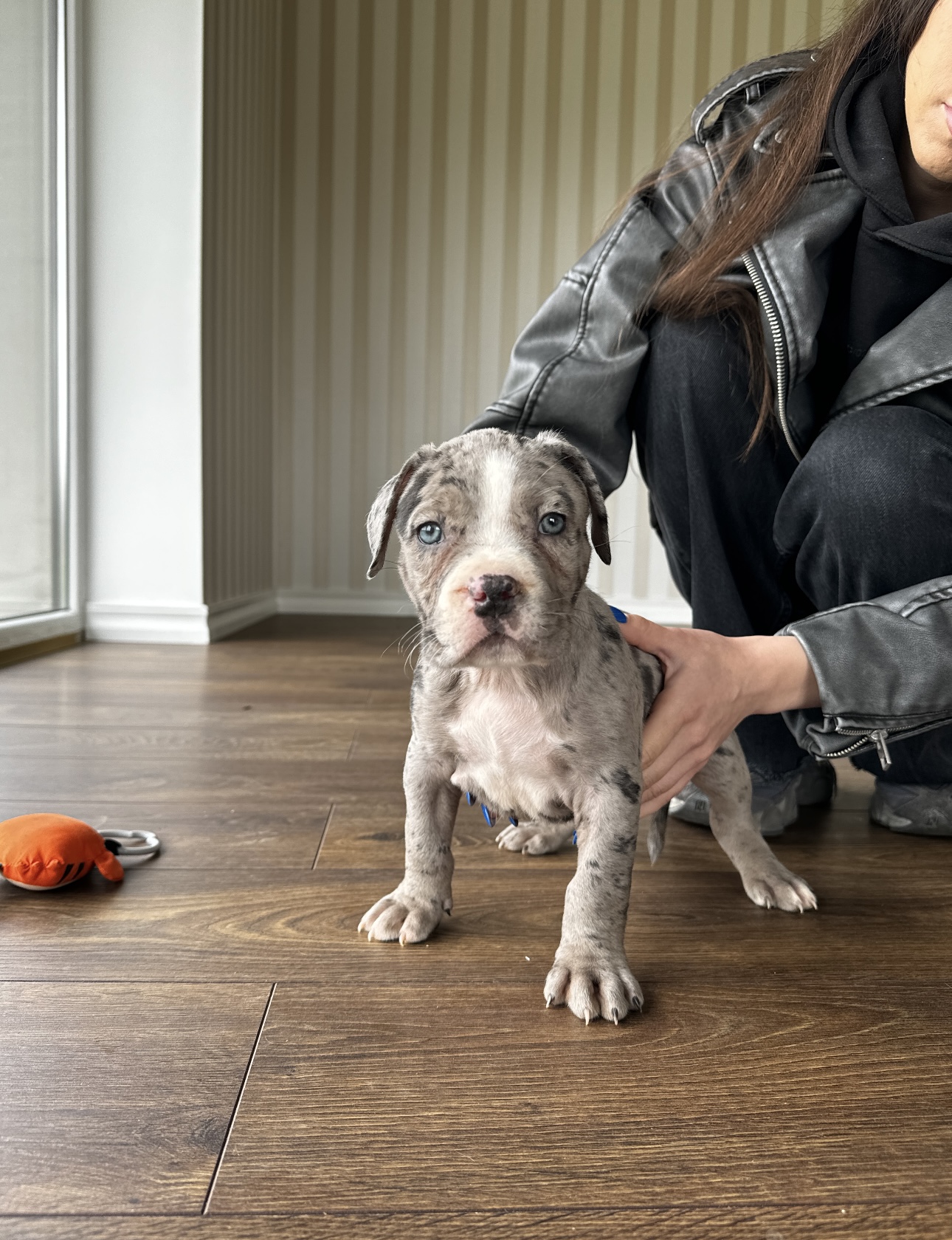 Kilmingi XL American Bully šuniukai