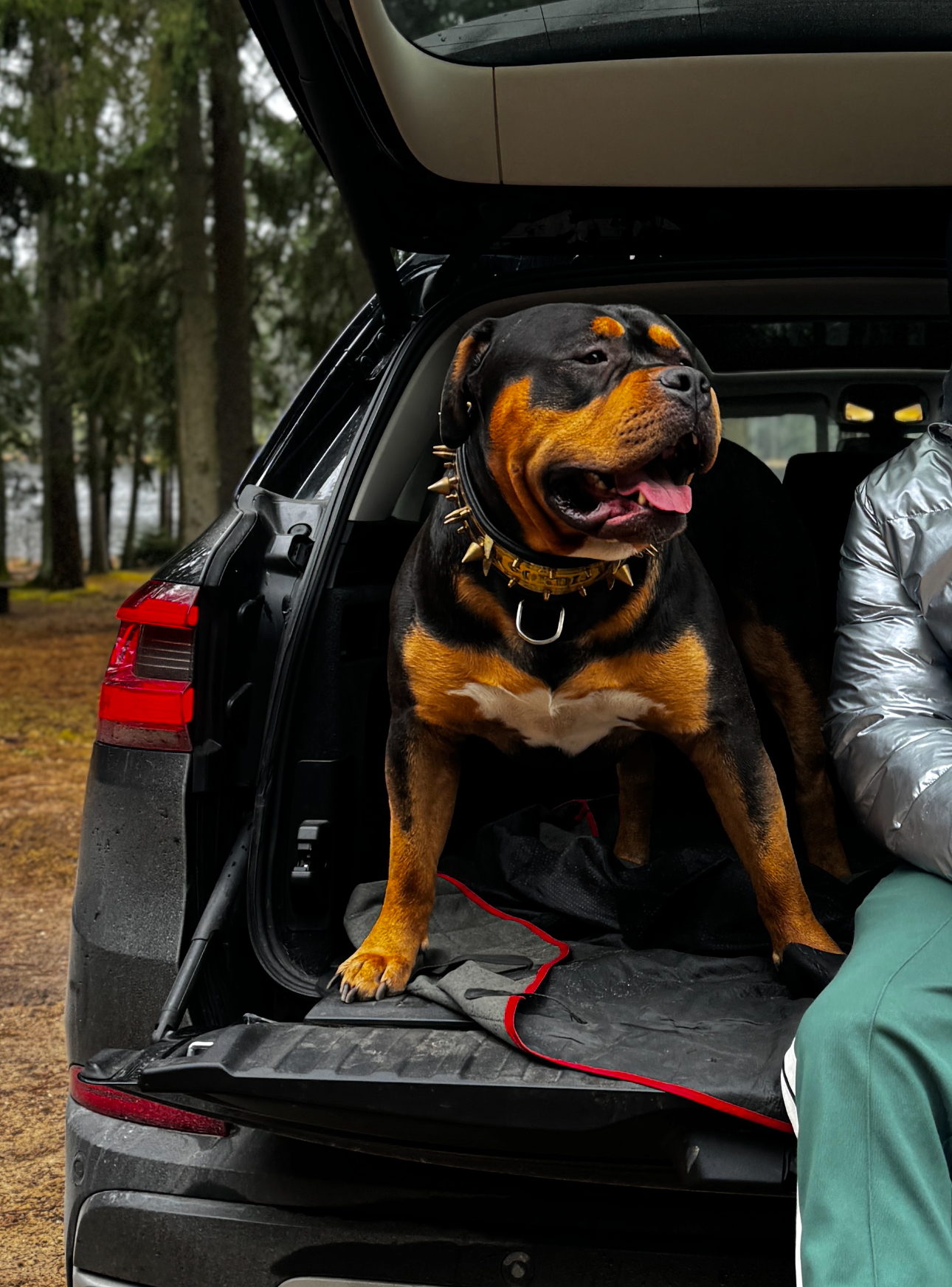 Kilmingi XL American Bully šuniukai