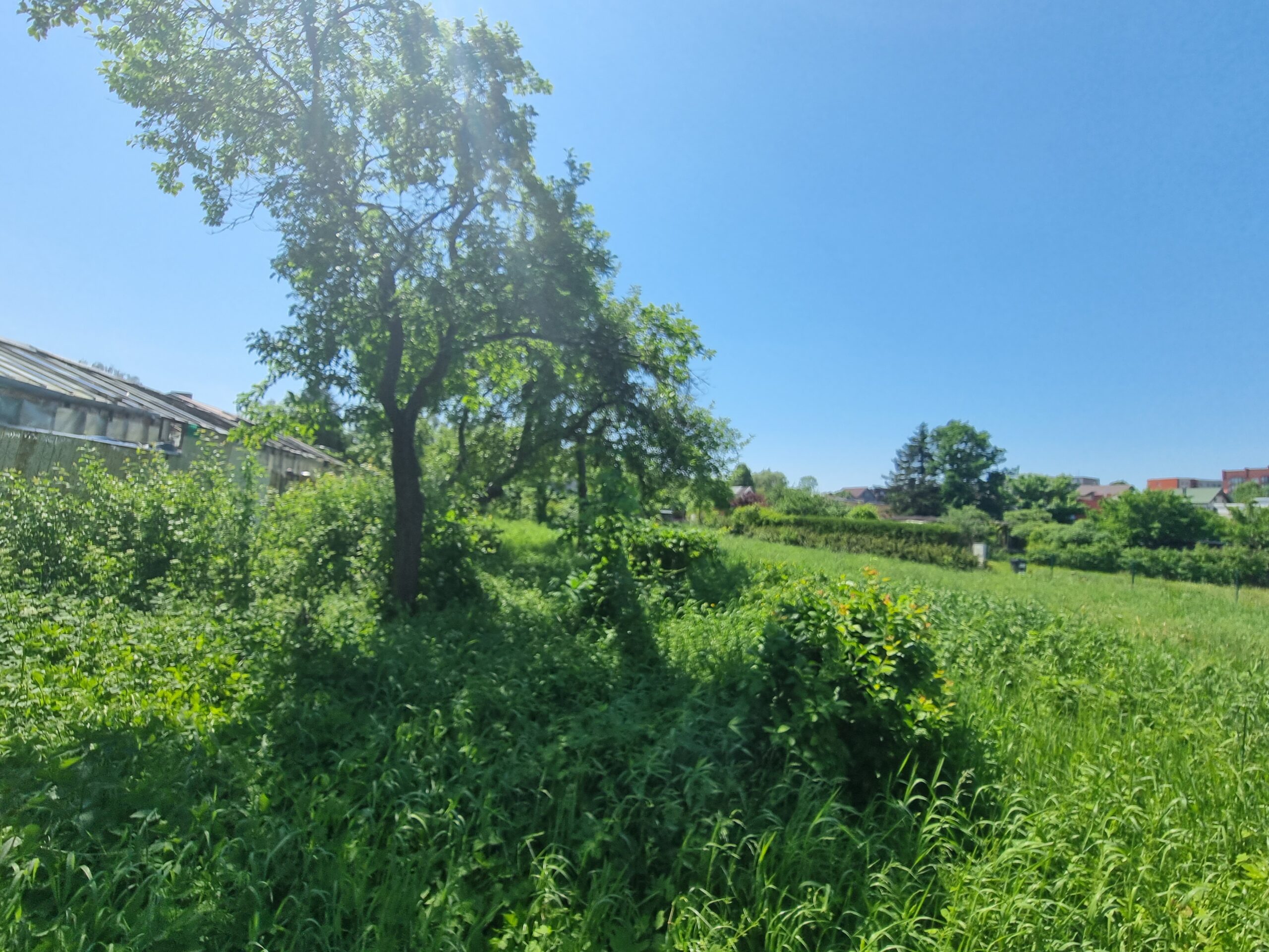 Parduodamas sklypas šalia Danės upės, Mažajame kaimelyje