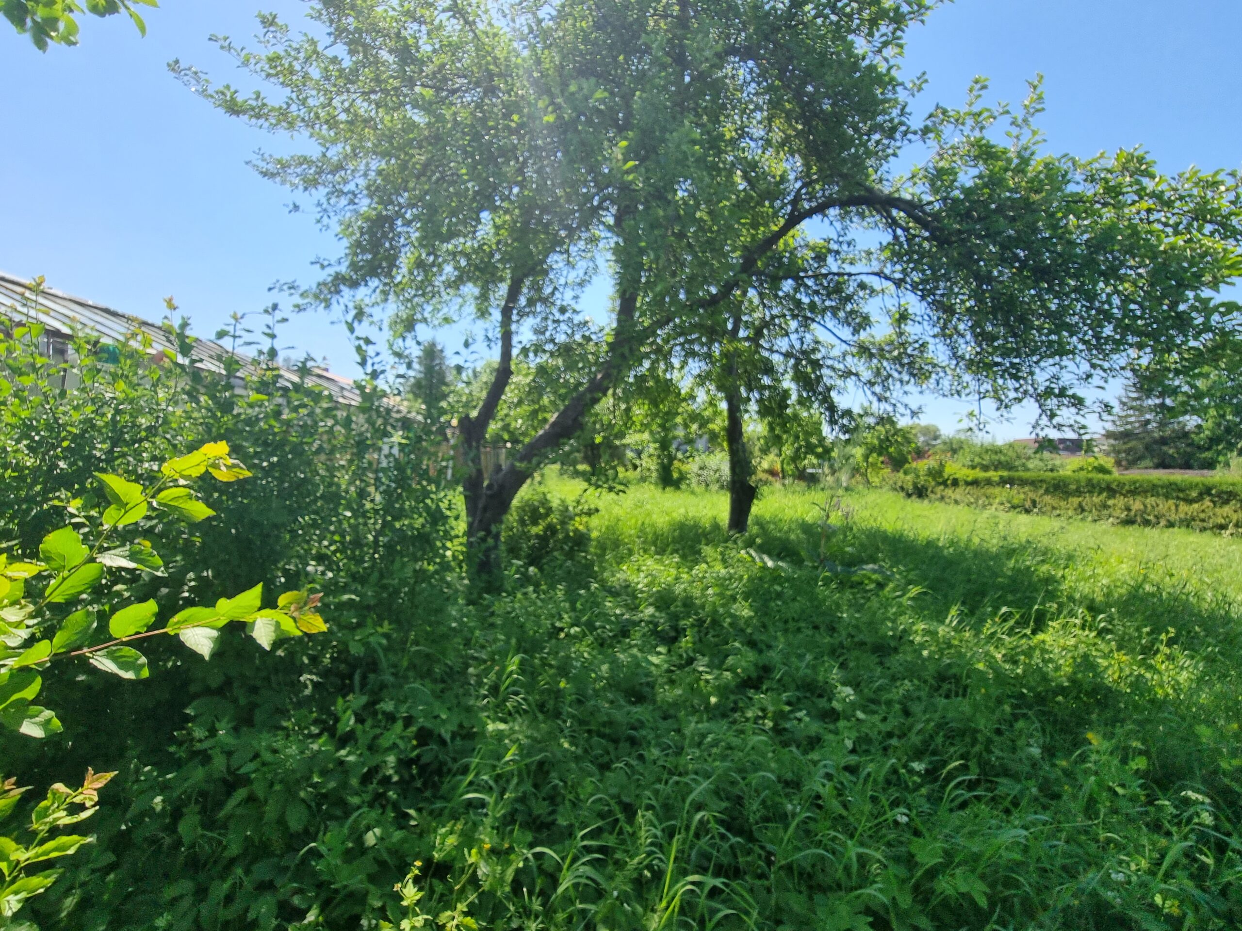 Parduodamas sklypas šalia Danės upės, Mažajame kaimelyje