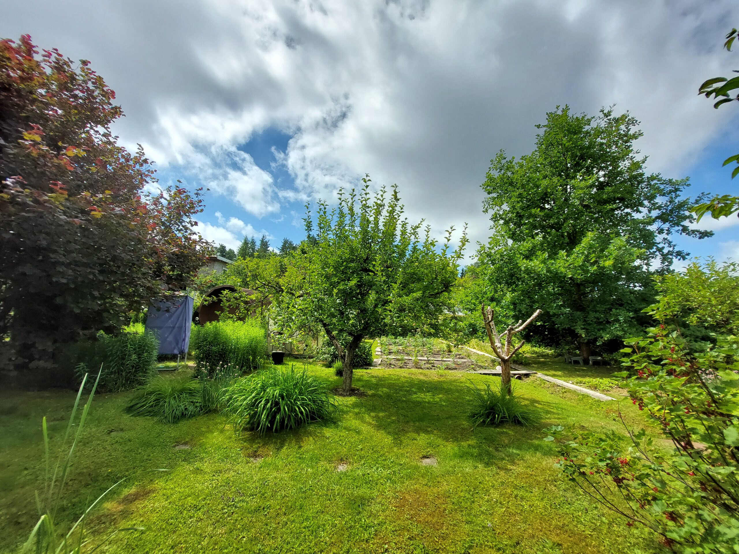 Šiūpariuose SB “Aisė” parduodamas sodas