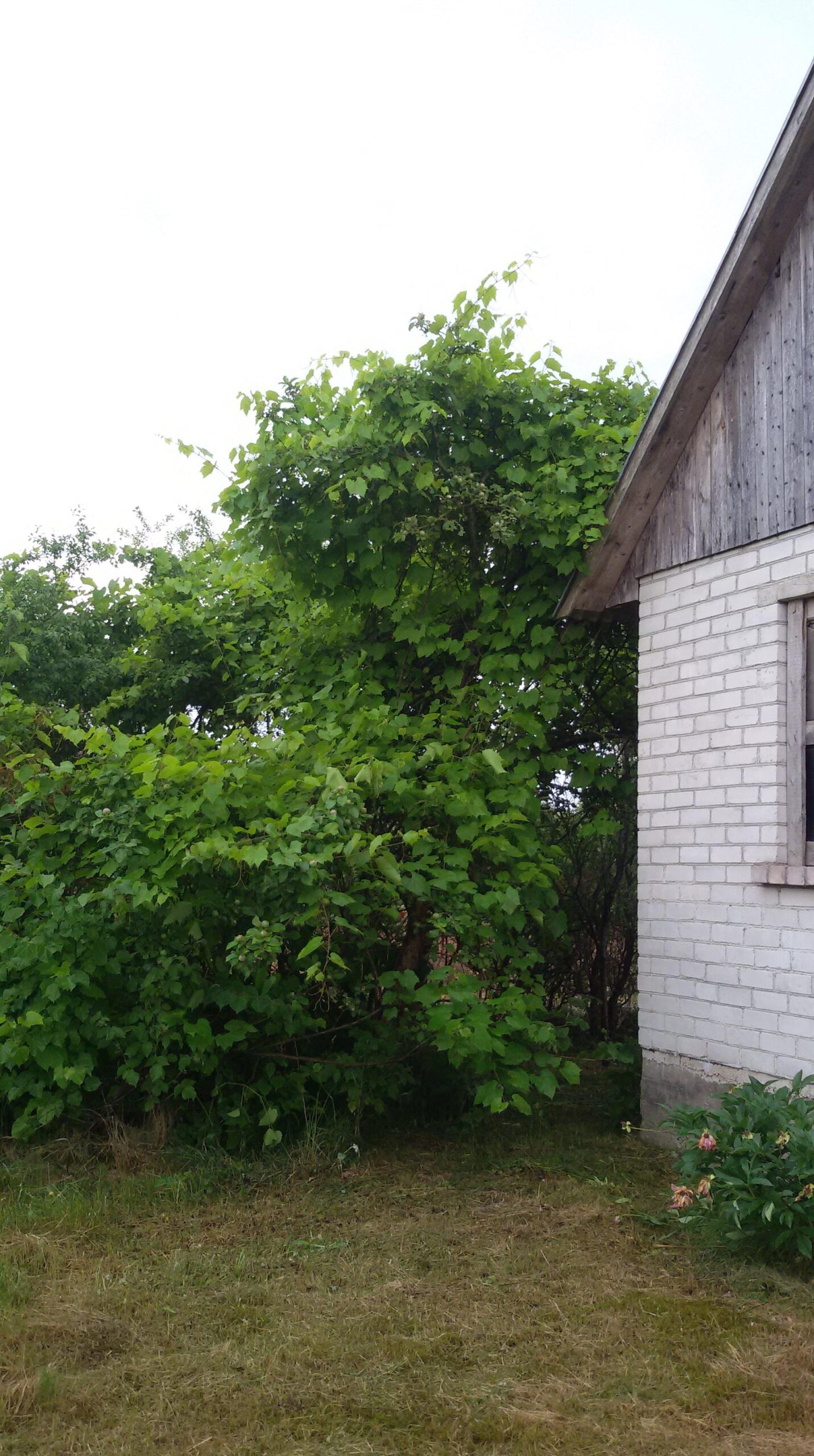 Parduodama sodyba šalia Nemuno