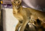 Parduodami Caracal f4 ir caracat f5 kačiukai