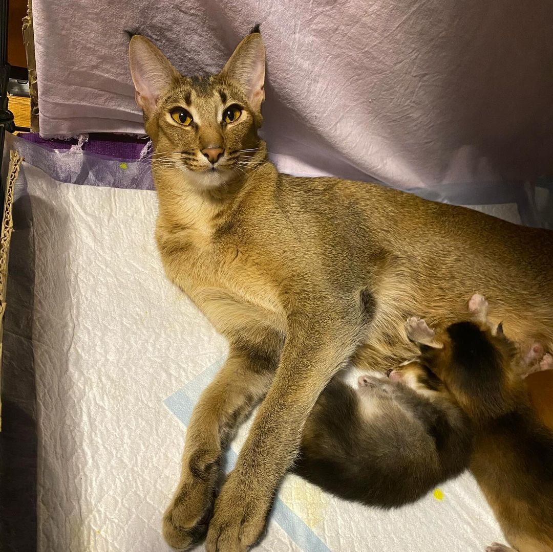 Parduodami Caracal f4 ir caracat f5 kačiukai