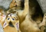 Parduodami Caracal f4 ir caracat f5 kačiukai