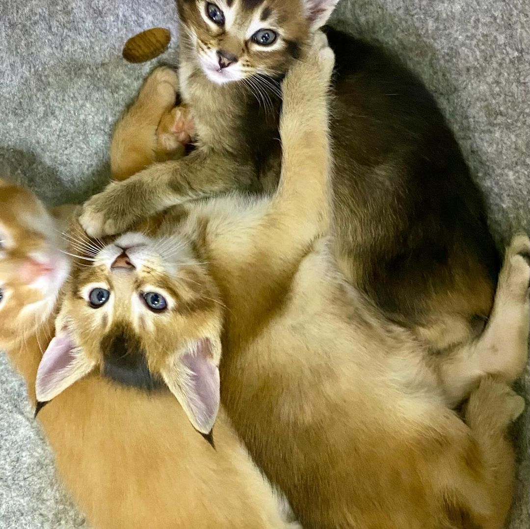 Parduodami Caracal f4 ir caracat f5 kačiukai