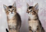 Parduodami Caracal f4 ir caracat f5 kačiukai