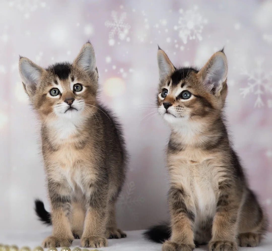 Parduodami Caracal f4 ir caracat f5 kačiukai