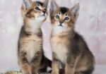 Parduodami Caracal f4 ir caracat f5 kačiukai