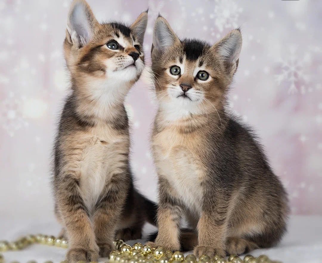 Parduodami Caracal f4 ir caracat f5 kačiukai