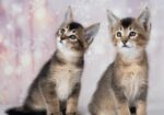 Parduodami Caracal f4 ir caracat f5 kačiukai