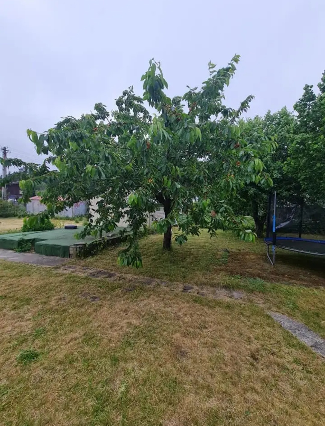 Dituvoje parduodamas sodas