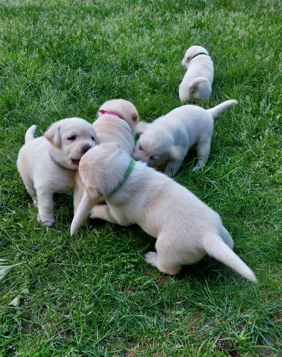 Kilmingi šviesūs labradoro retriveriai