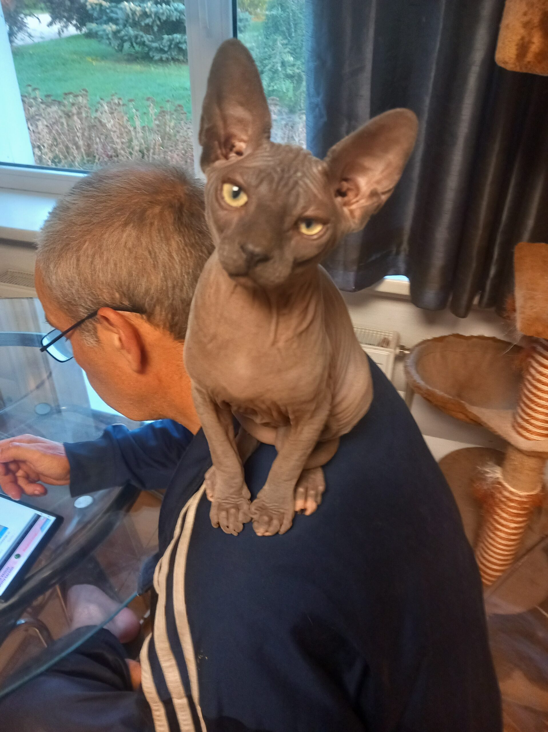 Sfinksas 4 mėn. Ieško naujų šeimininkų.