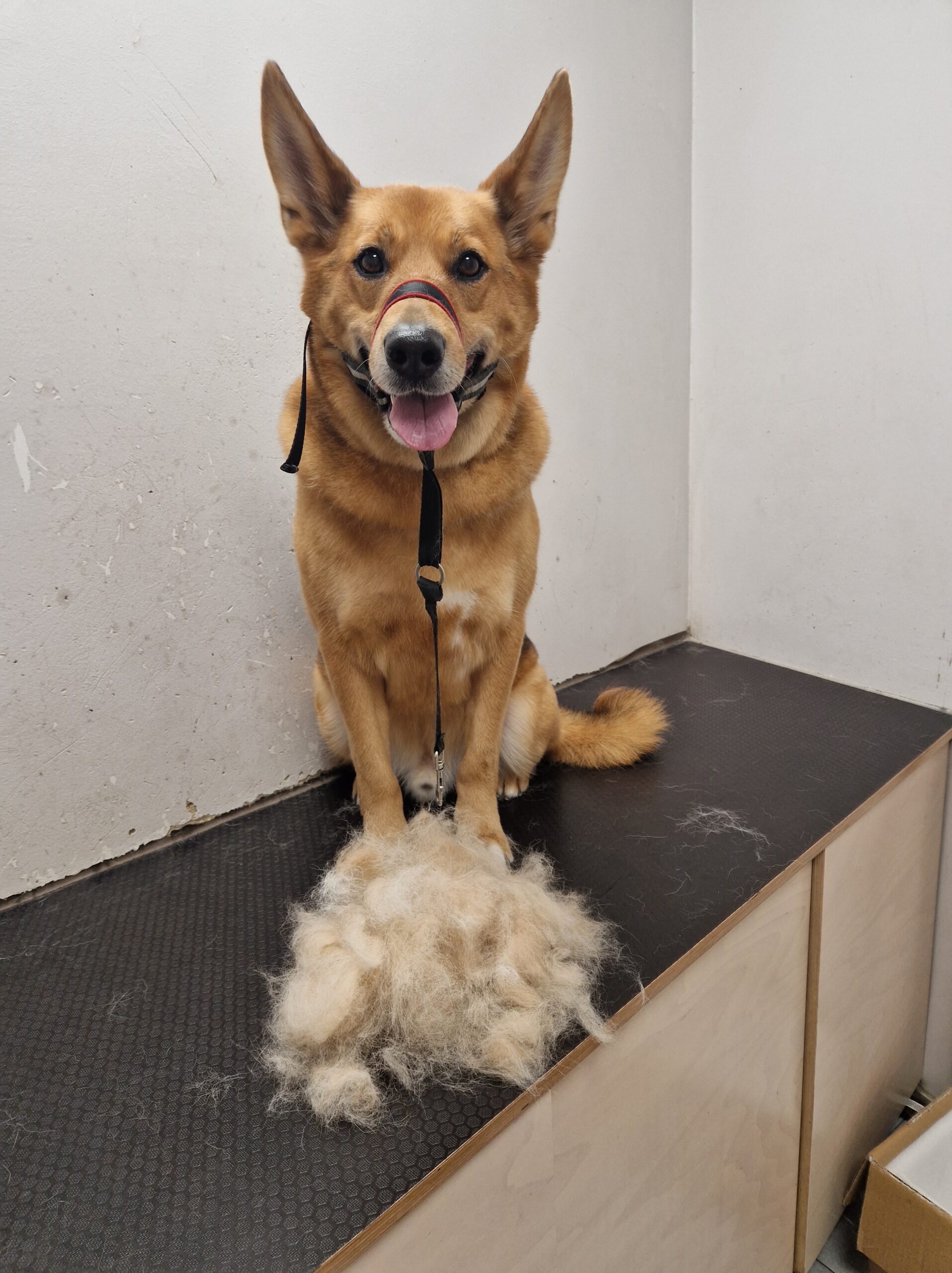 Šuniukų kirpimas ir nukailinimas