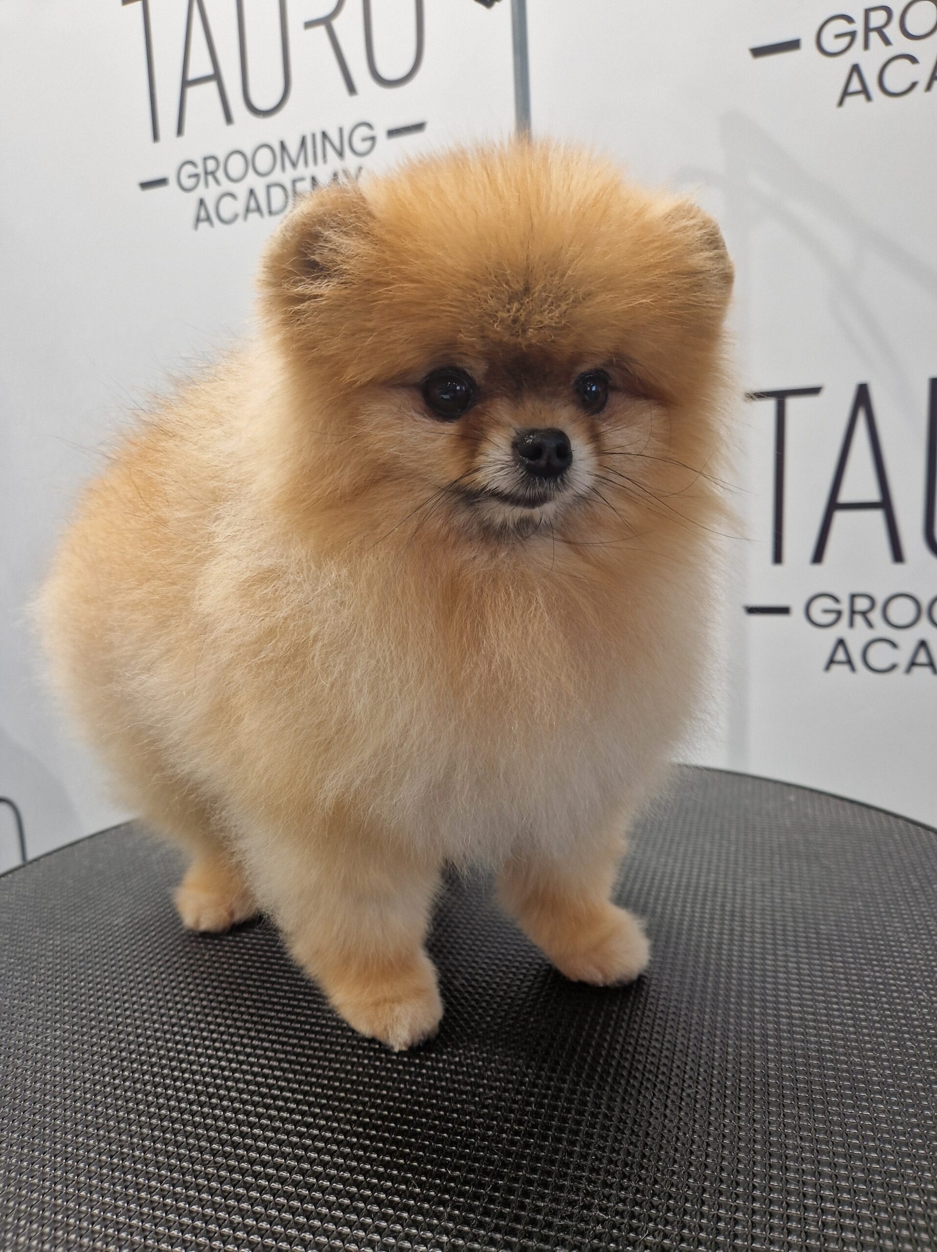 Šuniukų kirpimas ir nukailinimas