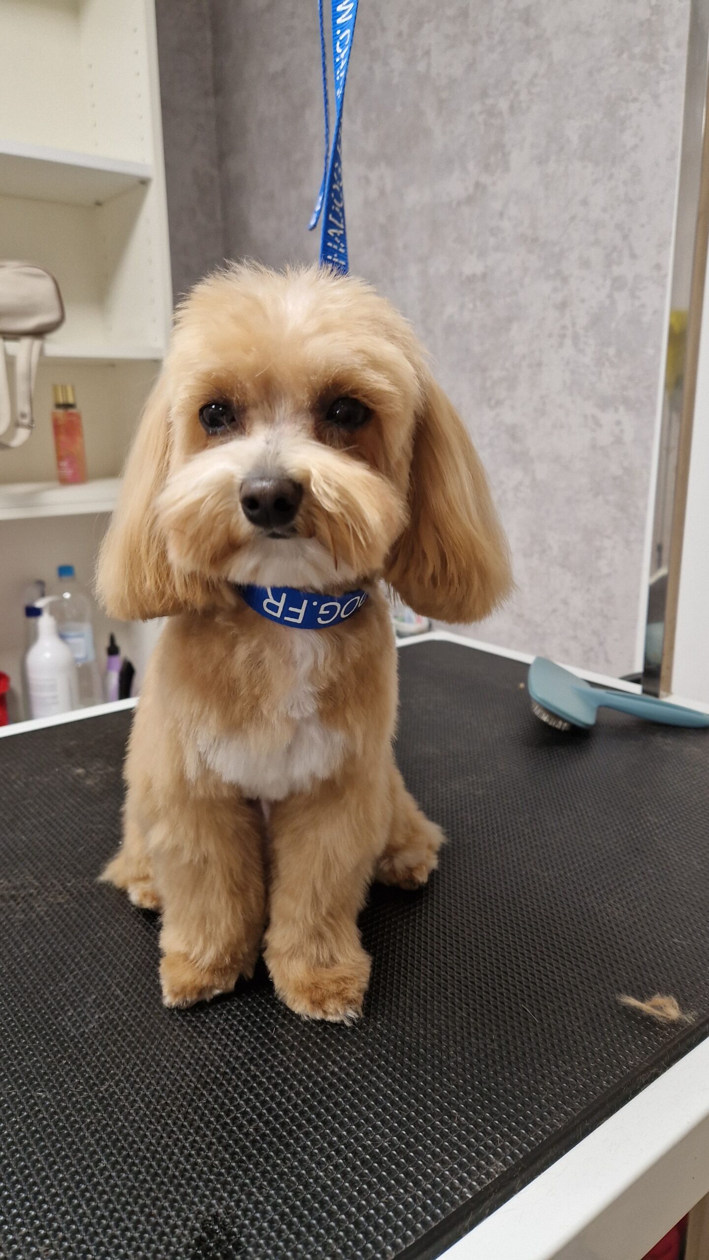 Šuniukų kirpimas ir nukailinimas