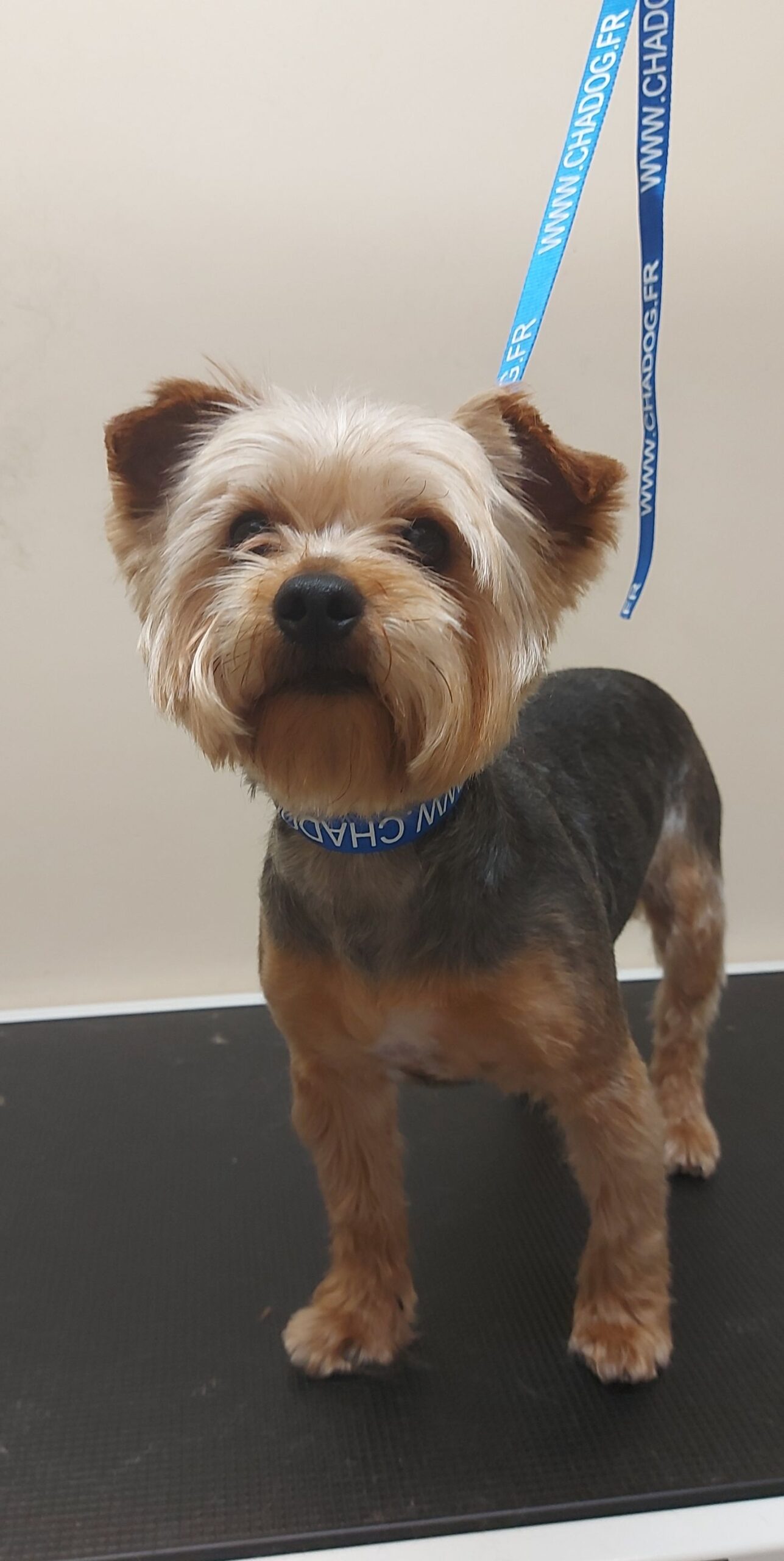 Šuniukų kirpimas ir nukailinimas