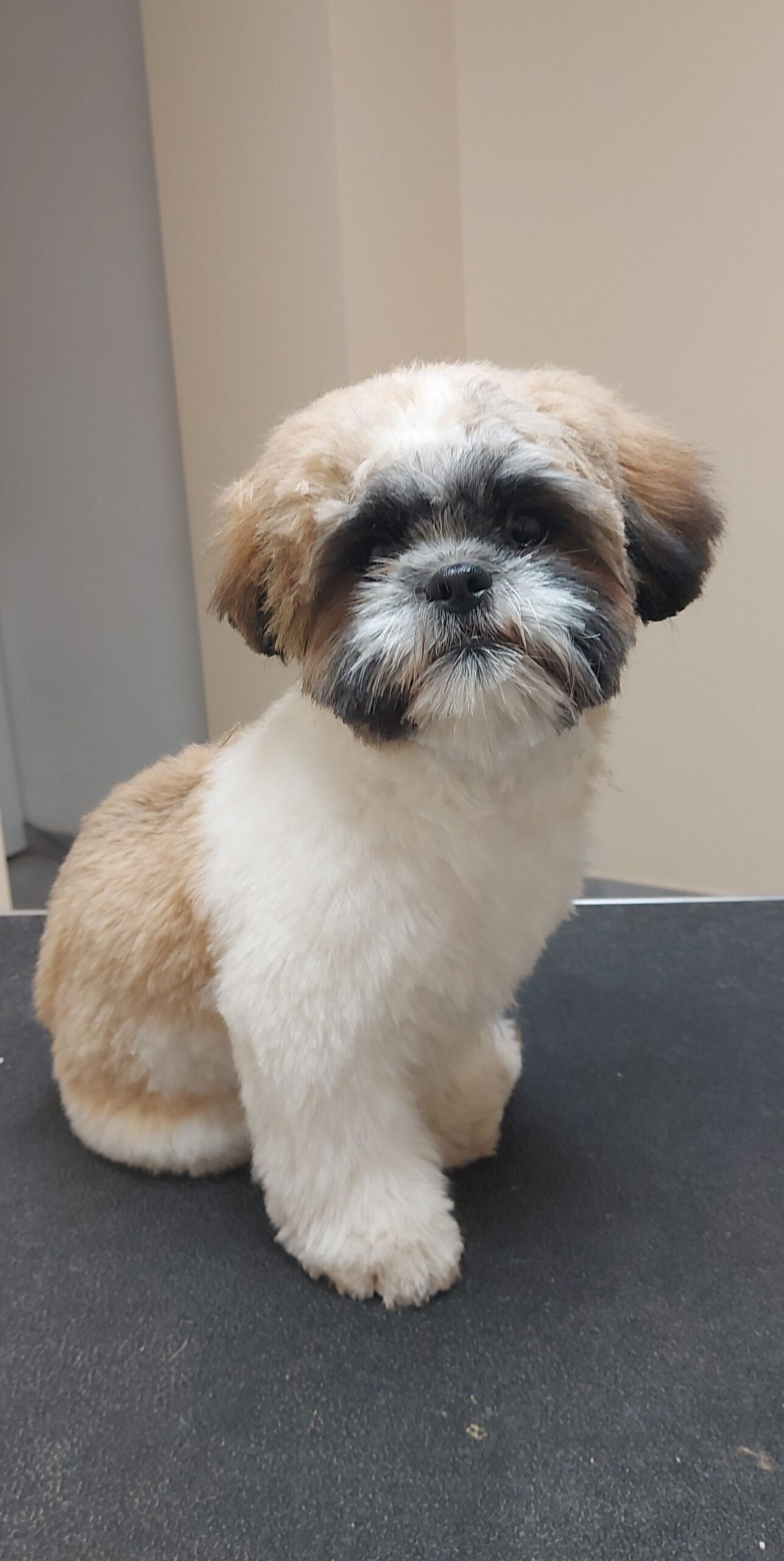 Šuniukų kirpimas ir nukailinimas