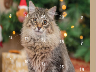 0004081_trx_9269-advento-kalendorius-katems-30-34-35-cm