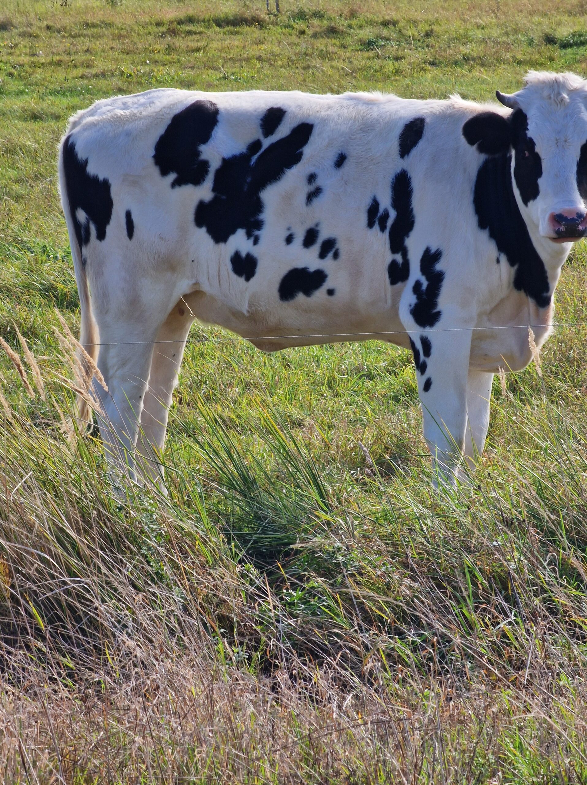Parduodu versinga telycia