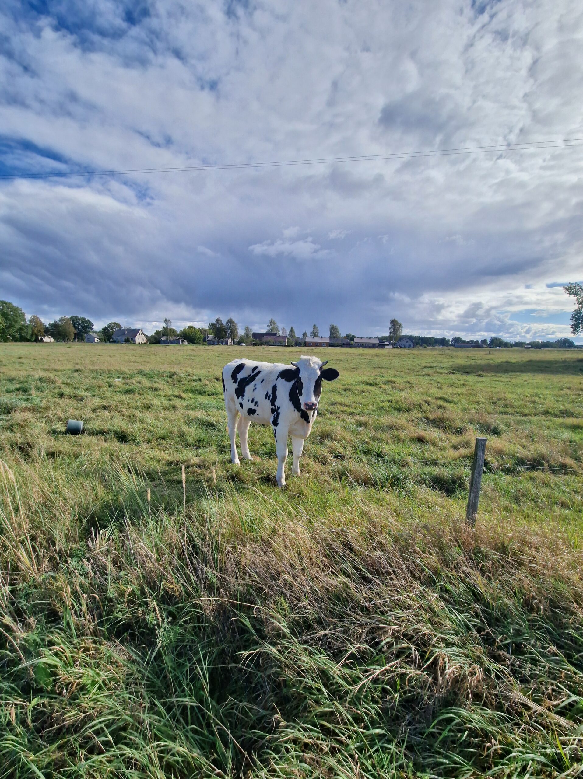 Parduodu versinga telycia