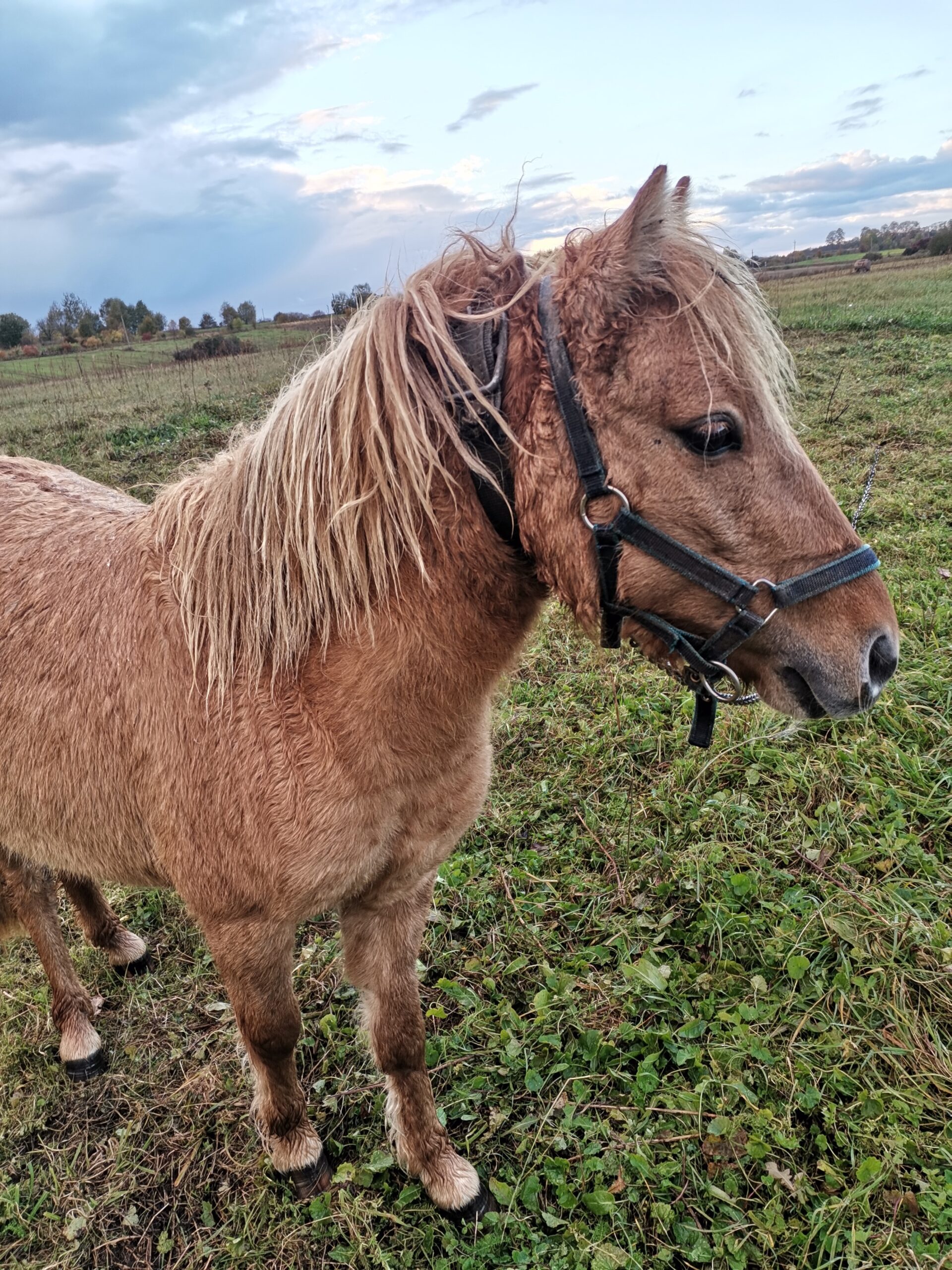 Parduodama 3 metų ponių kumelaitė.
