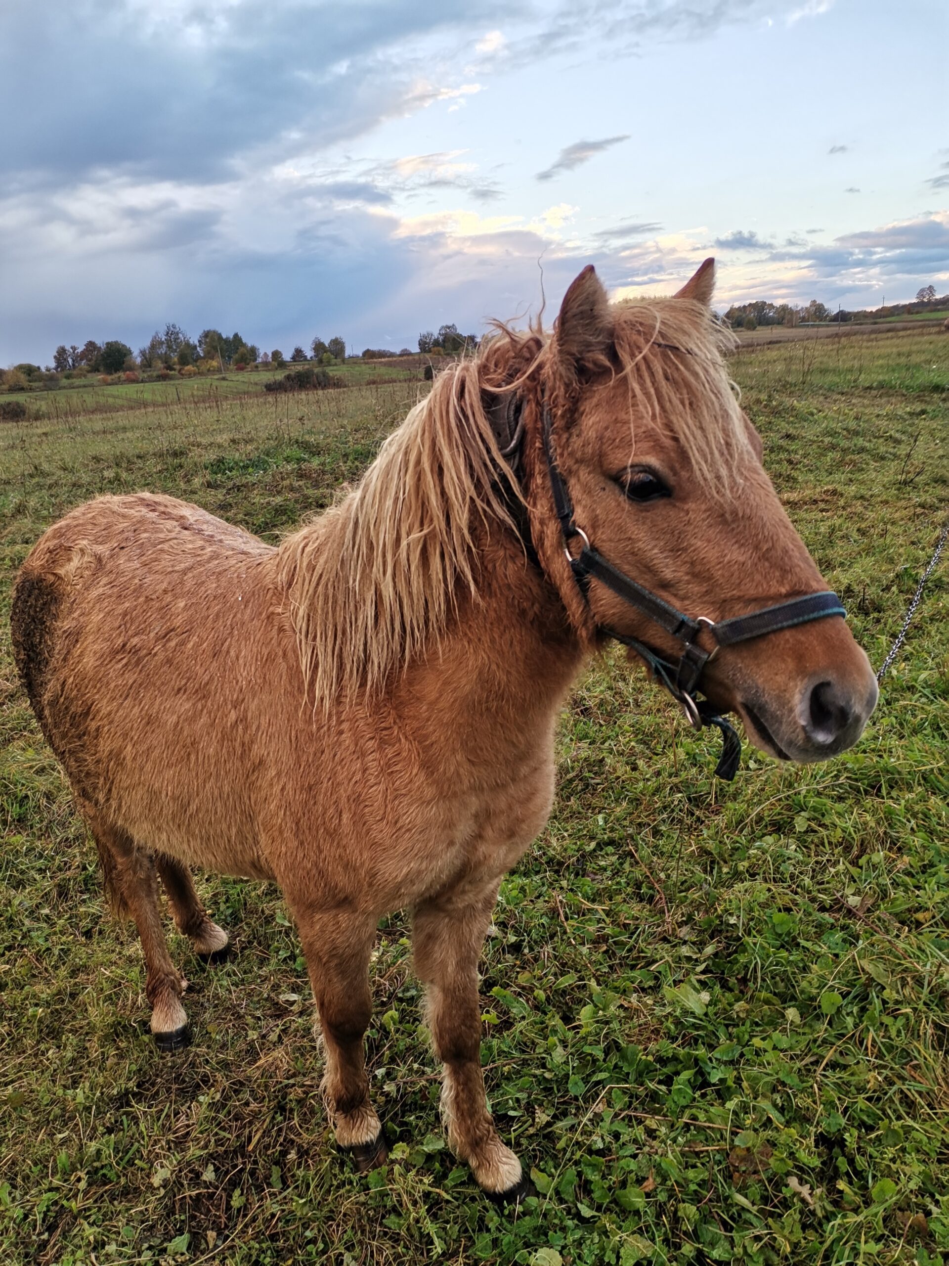 Parduodama 3 metų ponių kumelaitė.
