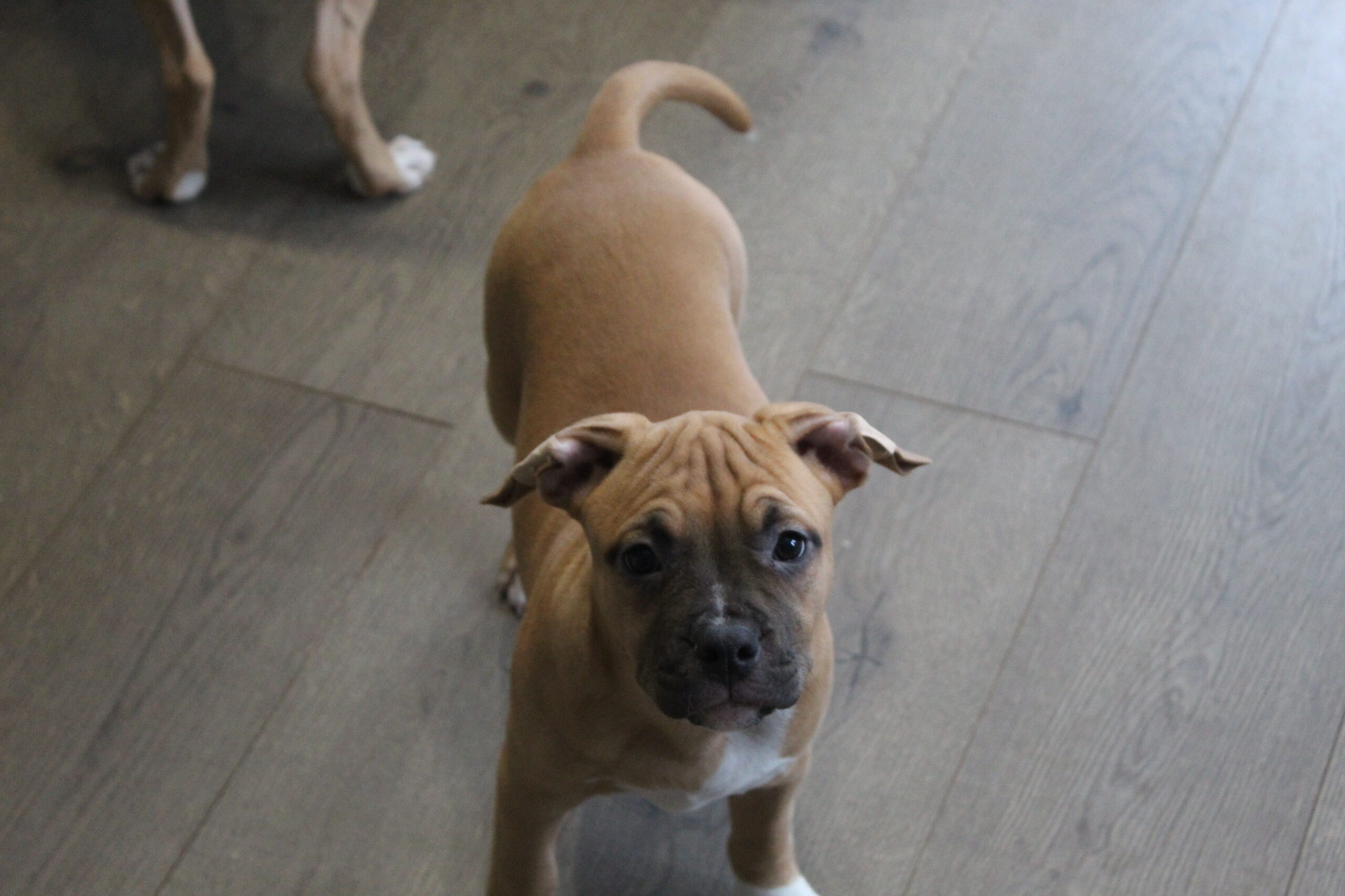 Parduodami Amerikieciu stafordšyro terjerai