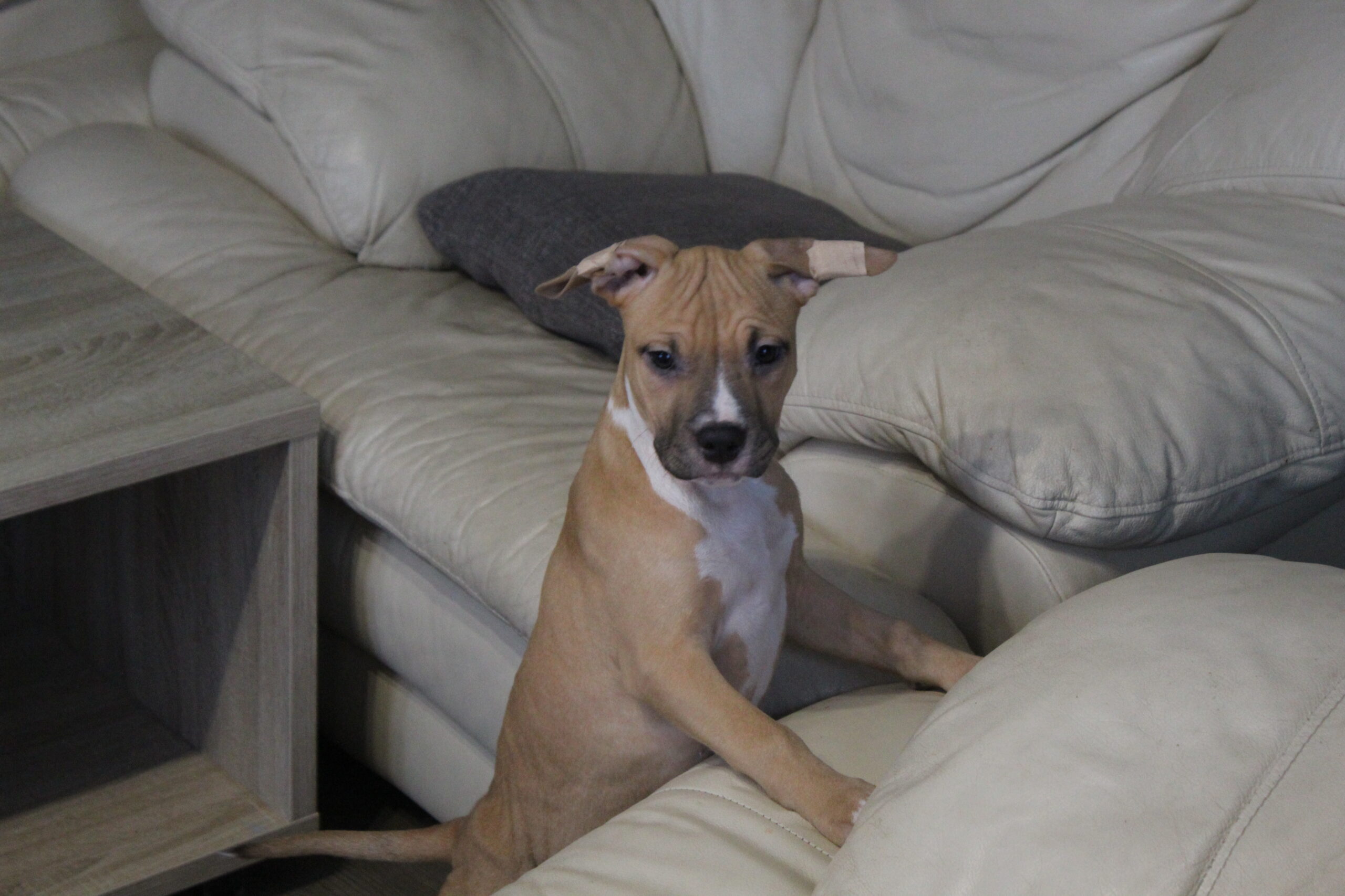 Parduodami Amerikieciu stafordšyro terjerai